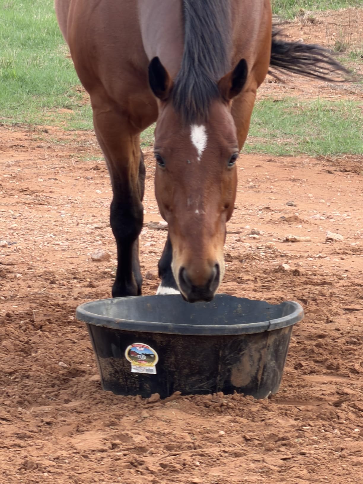 Little Giant® Heavy Duty Rubber Tub | Durable Rubber Feed Pan | Indoor & Outdoor Use | Rubber Feed Bucket | 15 Gallons customer photo 1