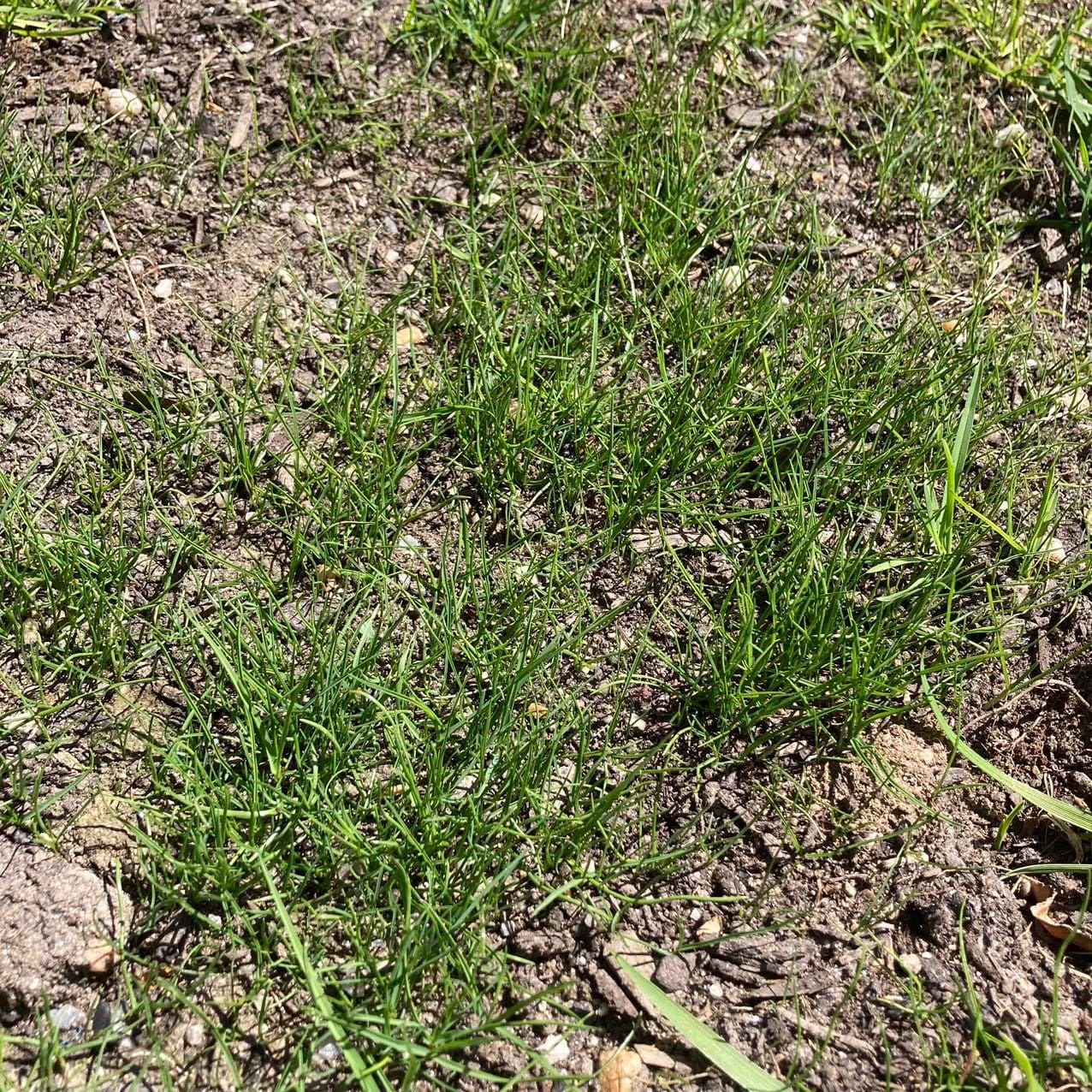 Scotts Turf Builder EdgeGuard Mini Broadcast Spreader customer photo 1