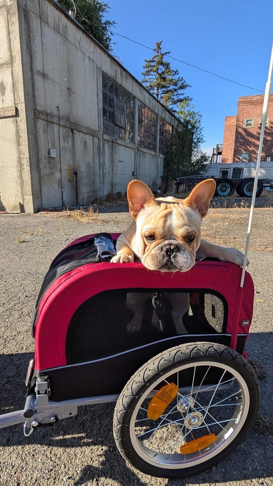 TRIXIE Dog Trailer for Bicycles, Dog Bike Trailer for Small Dogs up to 33 lbs, Quick Set-up and Fold Down, Red customer photo 1