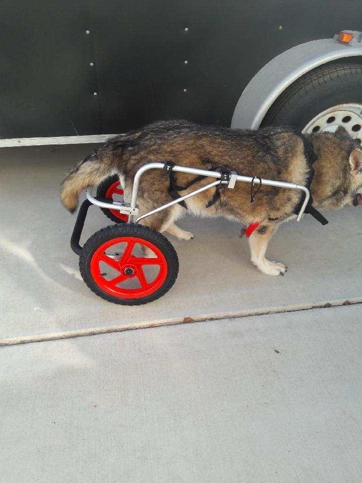 Best Friend Mobility Large Back Leg Dog Wheelchair | 2.0 Design | 2026 Updated Model customer photo 2