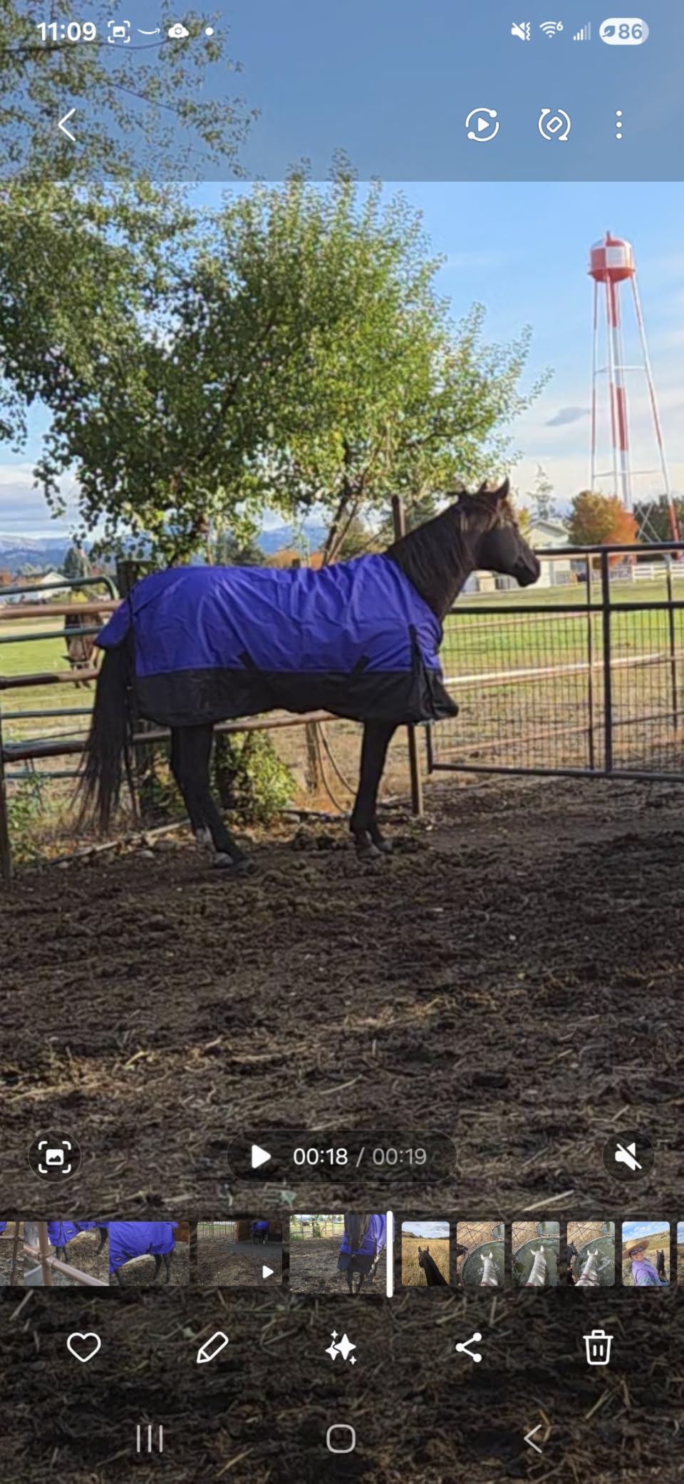 Tough 1 600 Denier Waterproof Horse Sheet customer photo 2