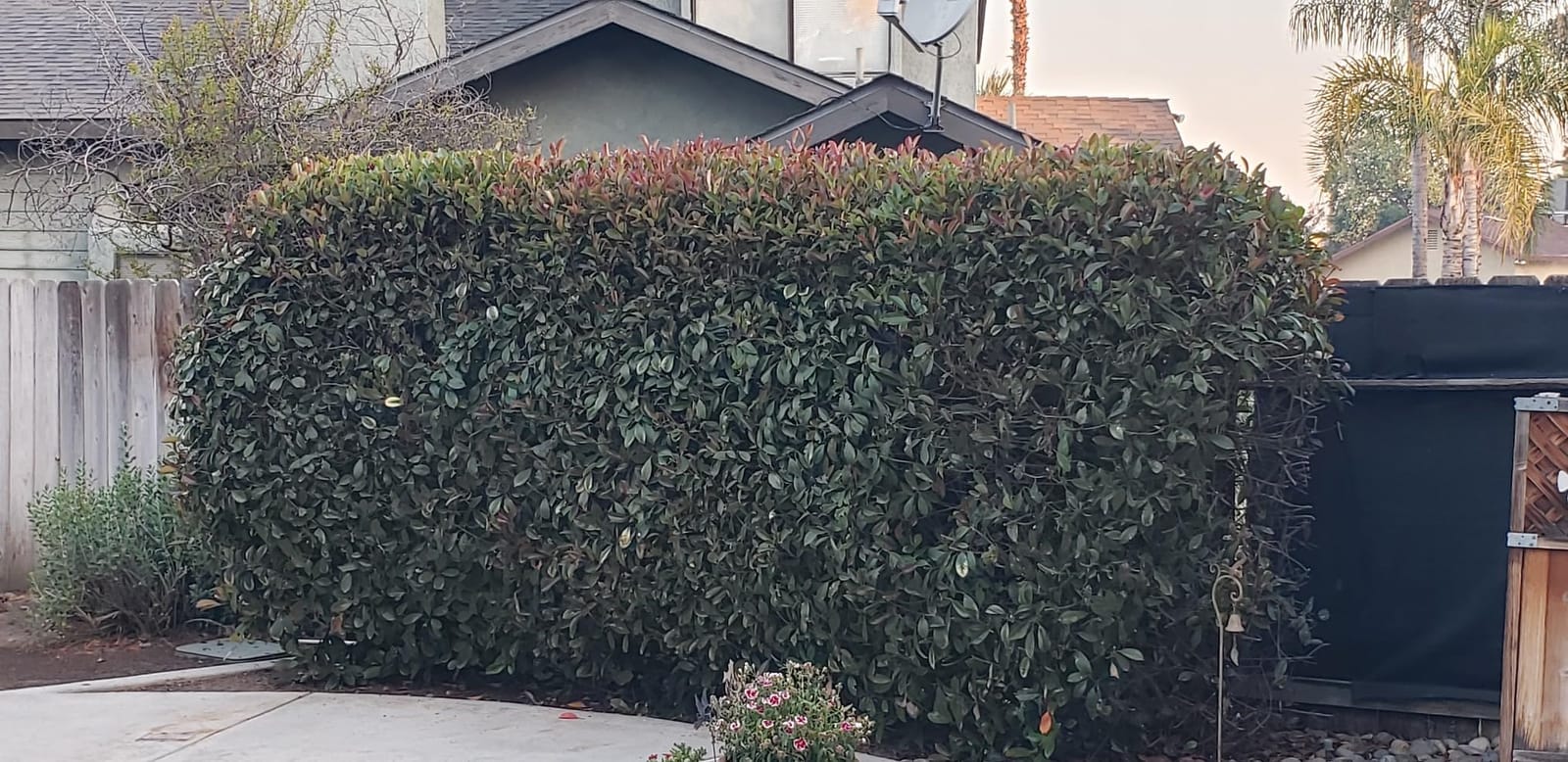BLACK+DECKER 40V MAX Hedge Trimmer, Cordless, 24-Inch Blade, Battery and Charger Included (LHT2436) customer photo 1