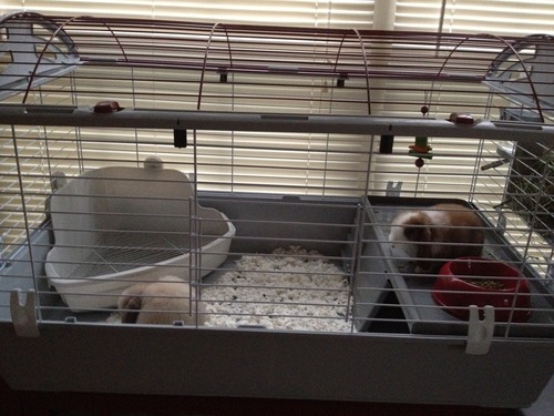 Living World - Deluxe Hybrid Habitat, X-Large customer photo 1