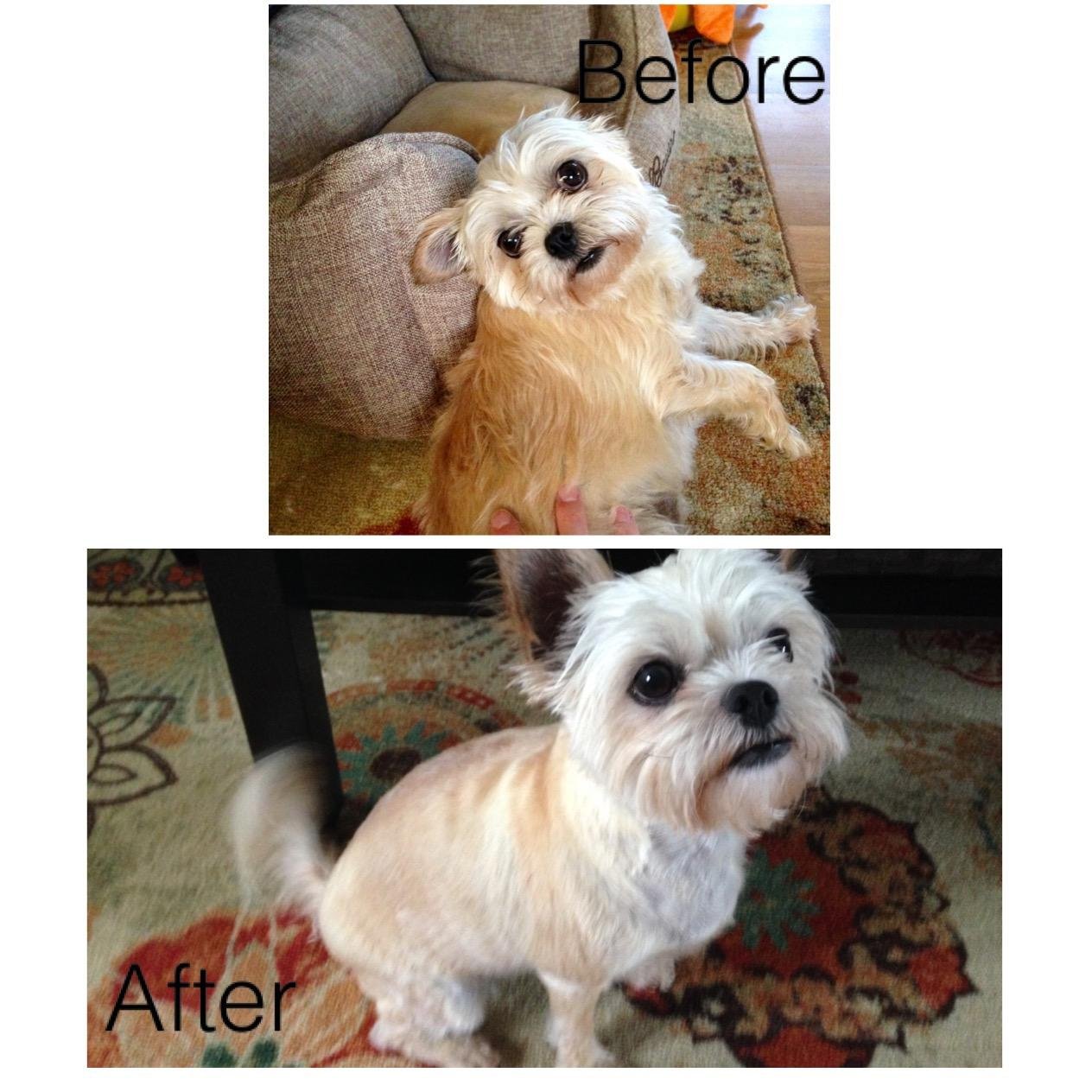 Wahl USA Lithium Ion Pro Series Cordless Animal Clippers – Rechargeable, Heavy-Duty, Electric Dog & Cat Grooming Kit for Small & Large Breeds with Thick to Heavy Coats – Model 9766 customer photo 2