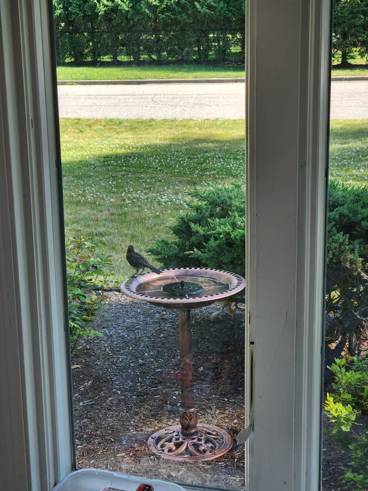 Best Choice Products Bird Bath, 28in Outdoor Resin Pedestal - Green customer photo 2