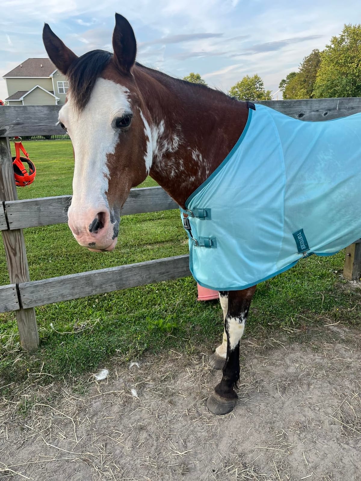 TuffRider Comfy Mesh Fly Sheet | UV Protection Horse Sheet, Standard Neck, 130 Grams Breathable Polyester Mesh - White - 75 customer photo 2