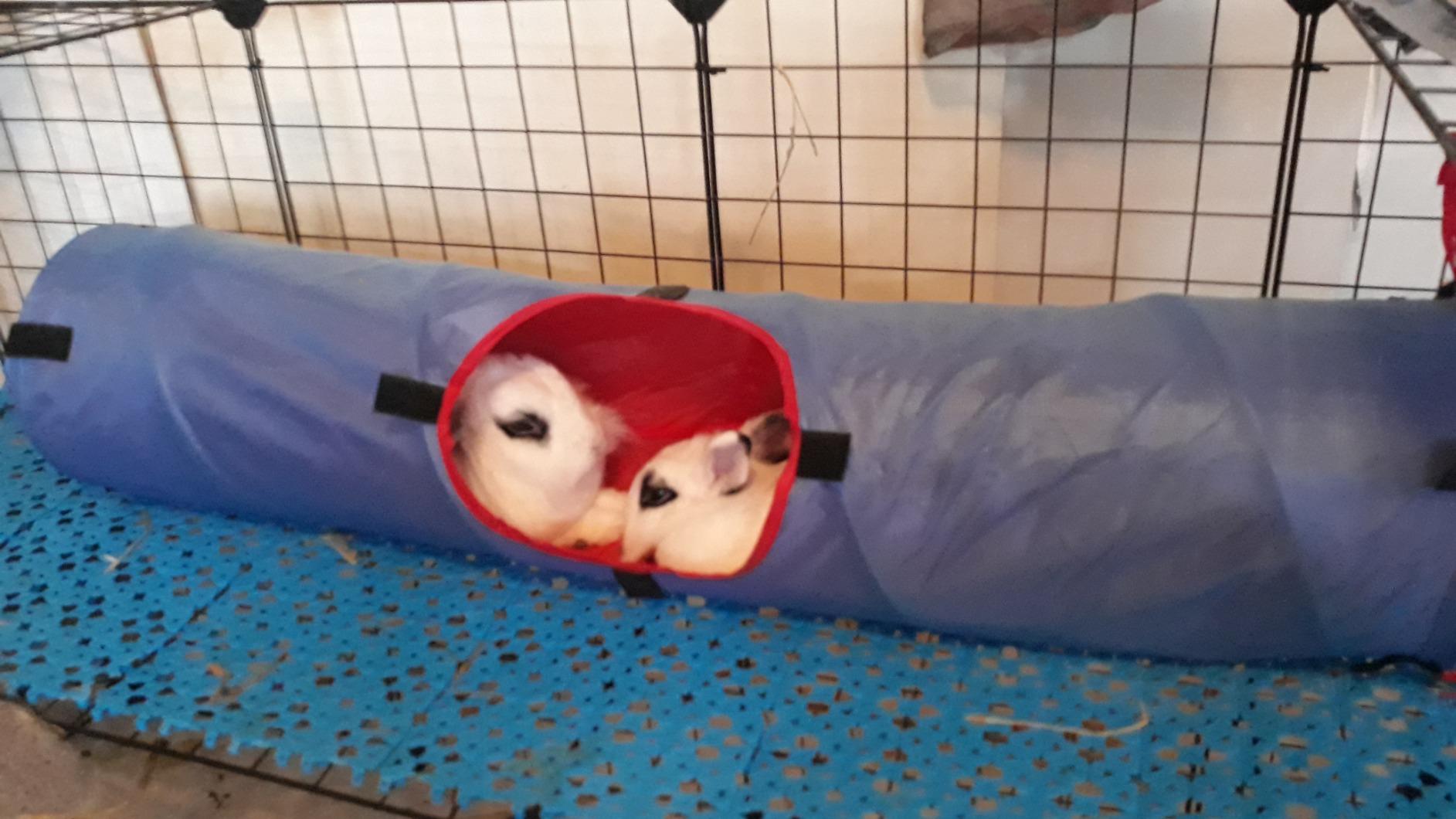SONGMICS Pet Playpen, Small Animal Playpen customer photo 2