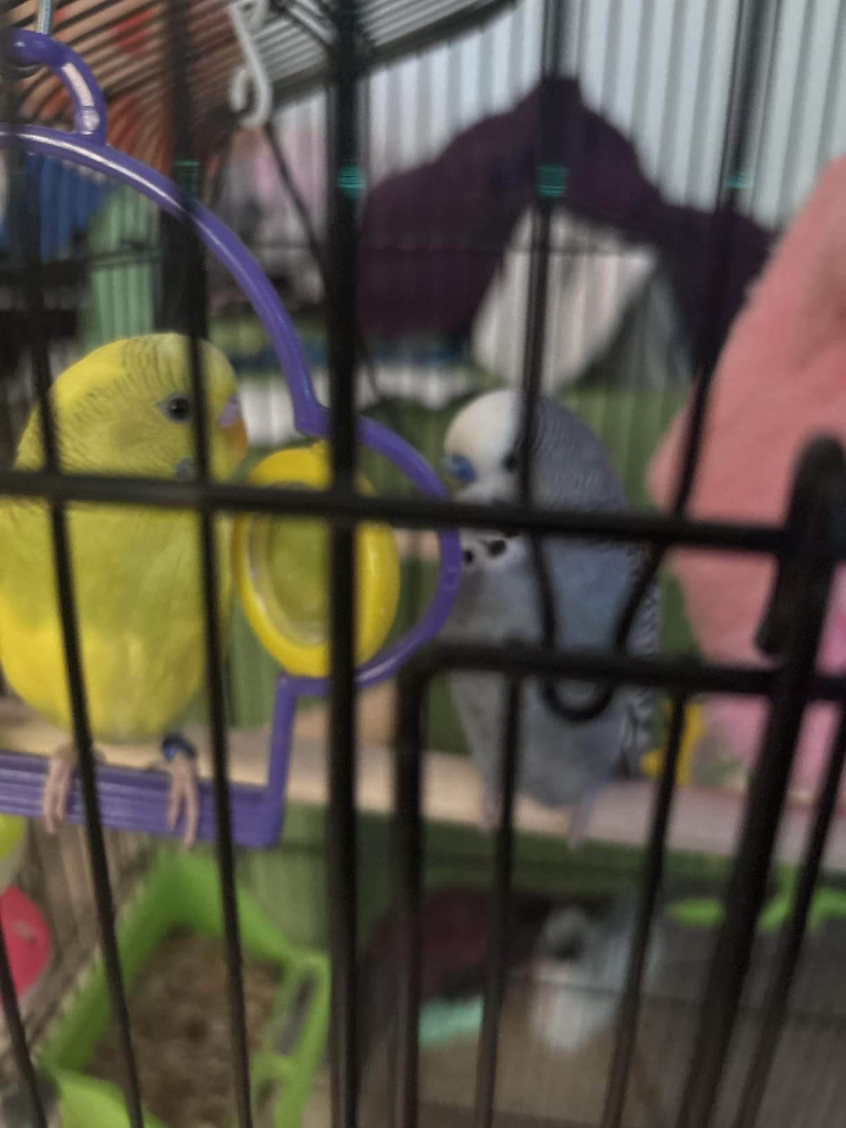 Yaheetech 41-inch Open Top Medium Bird Cages for Parakeets Finches Canaries Lovebirds Small Quaker Parrots Cockatiels Budgie Green Cheek Conure Travel Pet Flight Birdcage customer photo 1