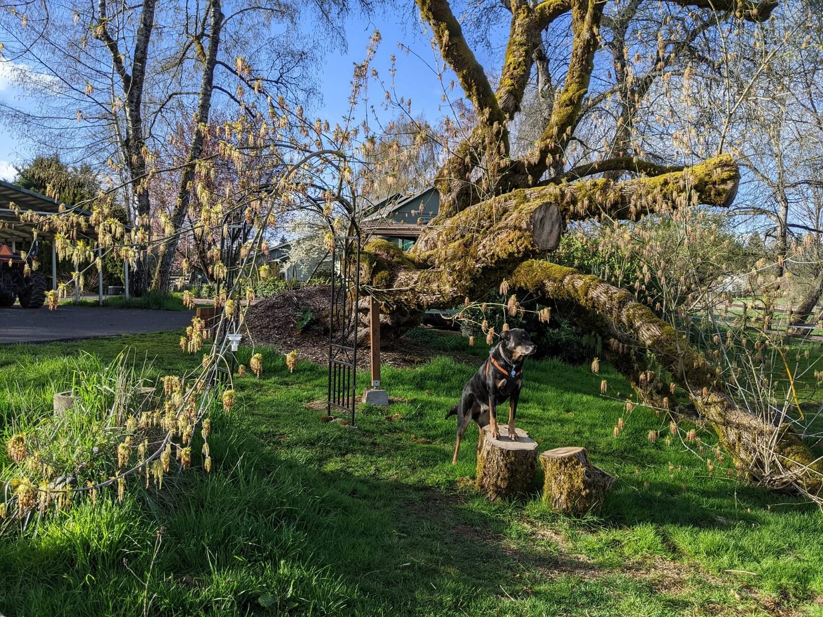 kinbor Garden Arches Arbor, Outdoor Black Metal Arbor, Wedding Archway customer photo 2