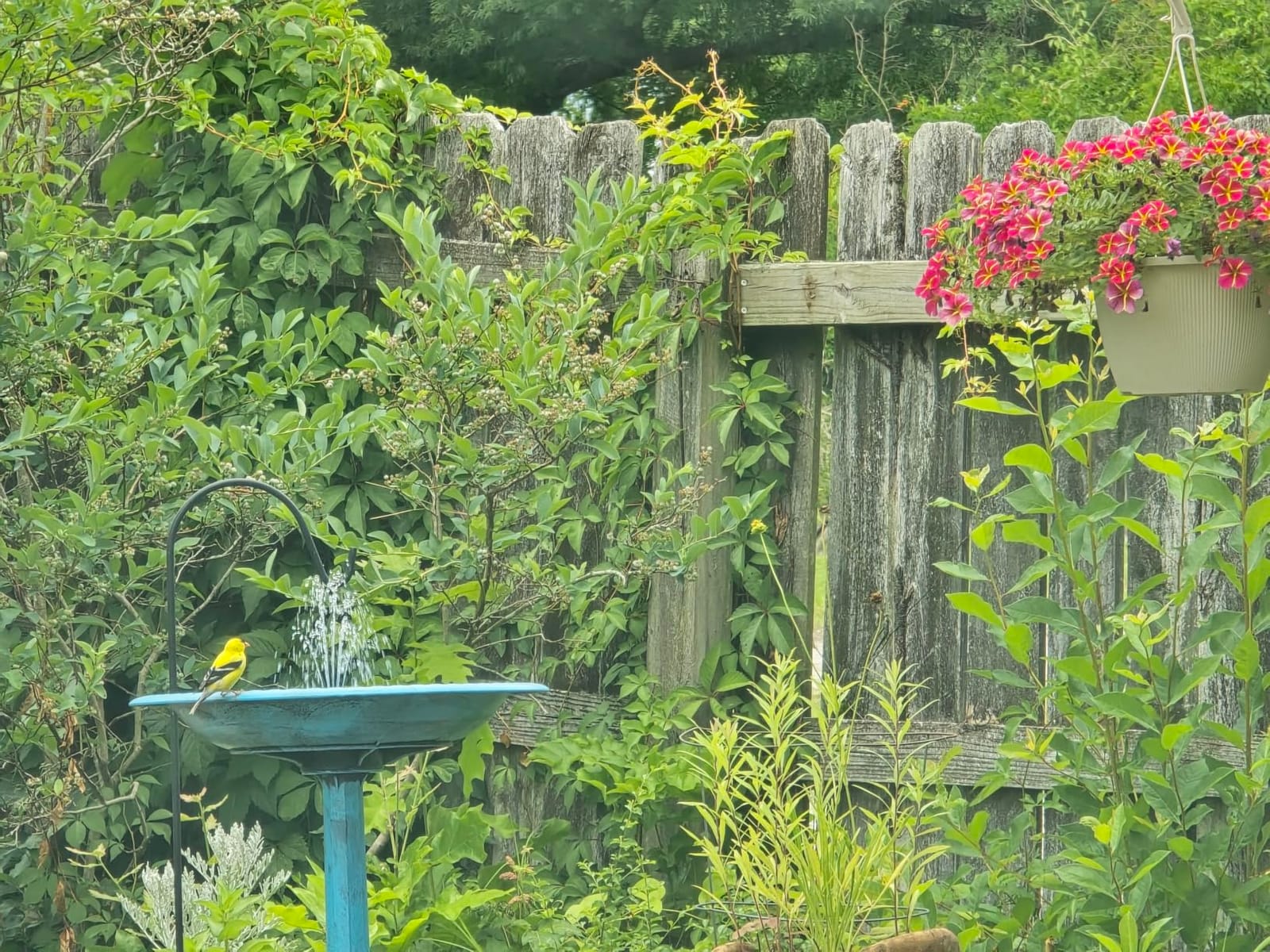 VIVOHOME Bird Bath with Solar Fountain for Outside, Pedestal, Green customer photo 2