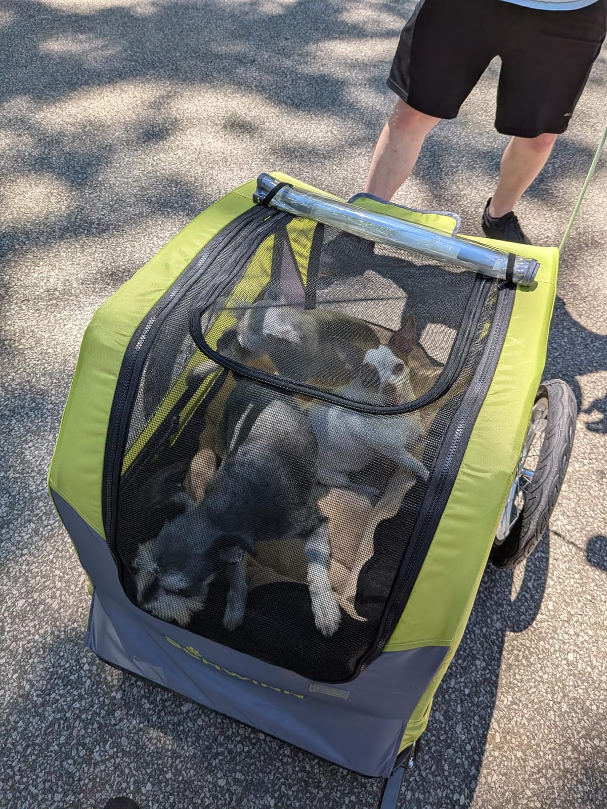 Schwinn Rascal Plus Pet Trailer, Holds Pets Up To 100 lb, Universal Coupler, Folding Frame, Quick-Release Wheels, Rear Doggy Door, Built-In Leash, Washable Liner, Bug Screen customer photo 2