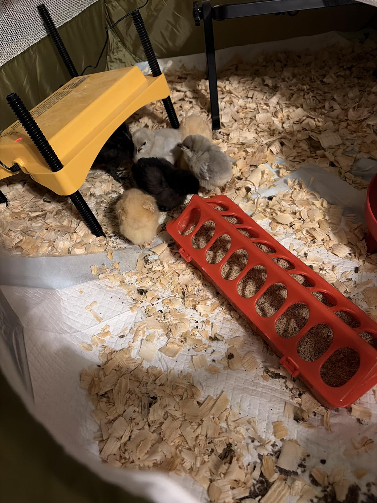 Brinsea Ecoglow Safety 1200 Chick or Duckling Brooder, Up to 35 Chicks customer photo 2