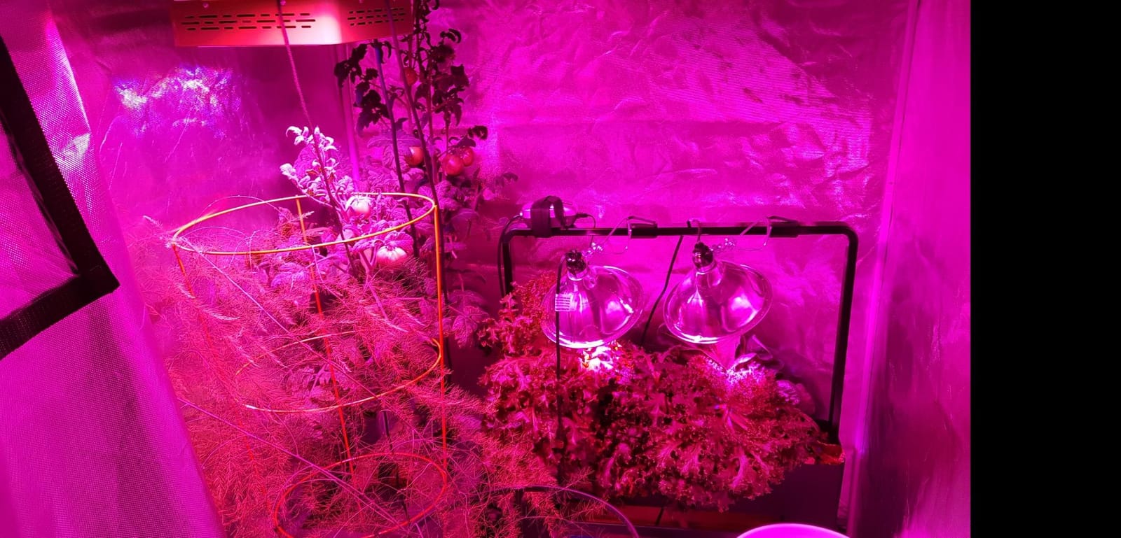 ATOUR 48”x24”x60” Grow Tent, Reflective 600D Mylar,Hydroponic Grow Tent with Observation Window and Floor Tray for Indoor Plant Growing 4’x2’ customer photo 2