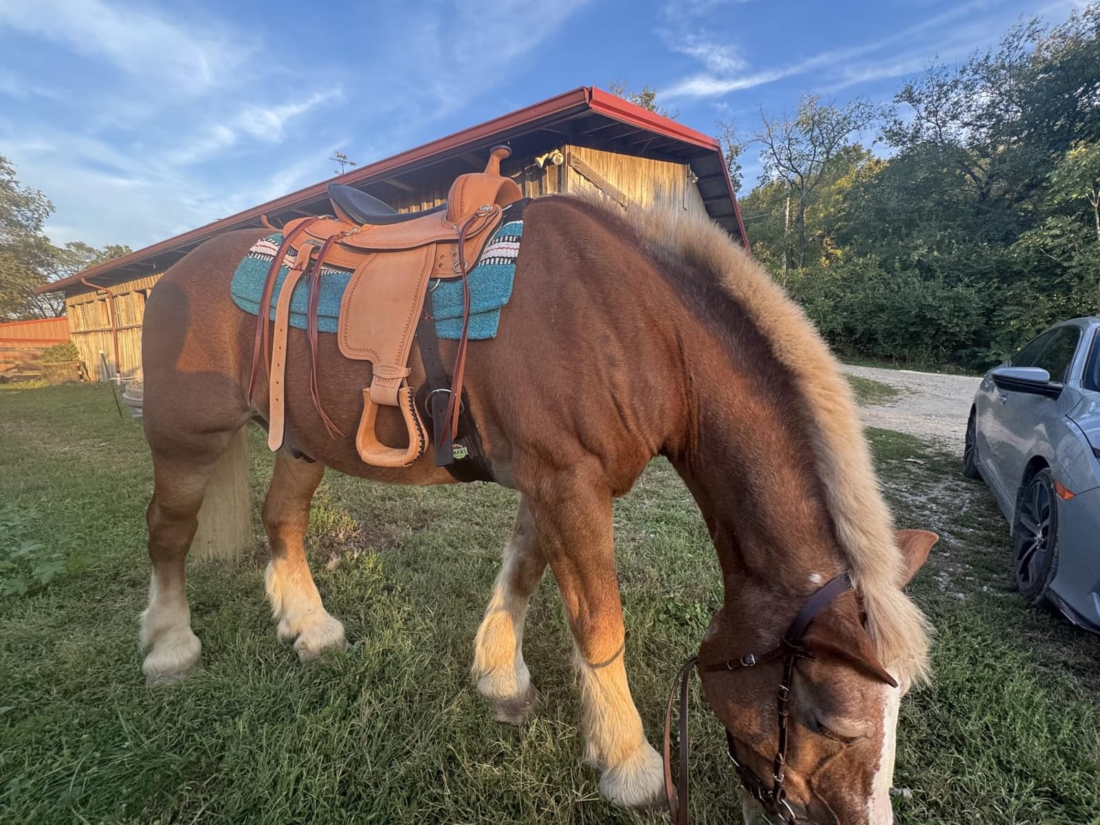 HILASON Western Horse Draft Trail Pleasure American Leather Saddle Brown customer photo 2