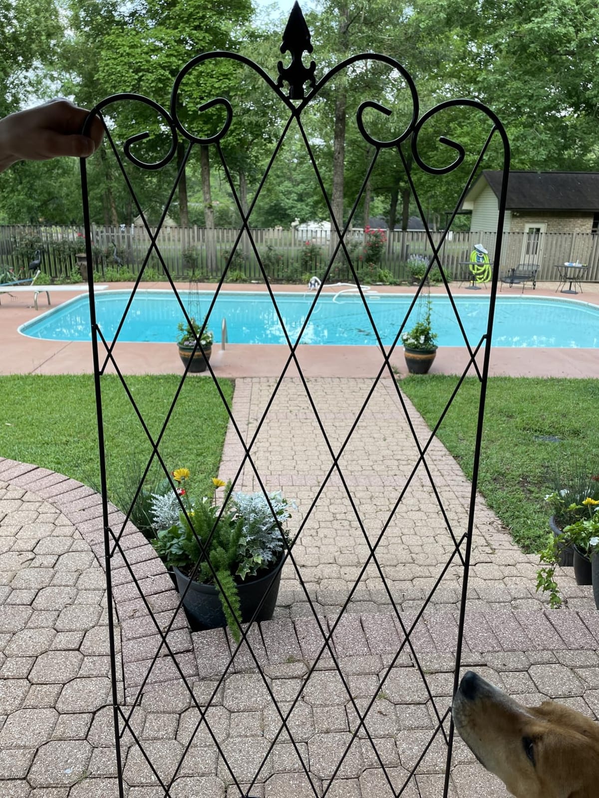 AMAGABELI GARDEN & HOME Garden Trellis 2 Pack 71”x20” Heavy Duty Rustproof Wall Trellis for Climbing Plants Outdoor Metal Decoration Large Trellis for Potted Plants Support Trellis Roses Black customer photo 1