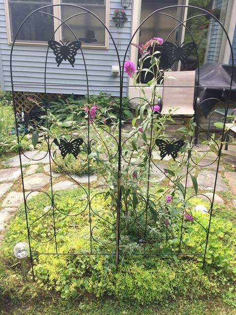 AMAGABELI GARDEN & HOME Garden Trellis 2 Pack 71”x20” Heavy Duty Rustproof Wall Trellis for Climbing Plants Outdoor Metal Decoration Large Trellis for Potted Plants Support Trellis Roses Black customer photo 2