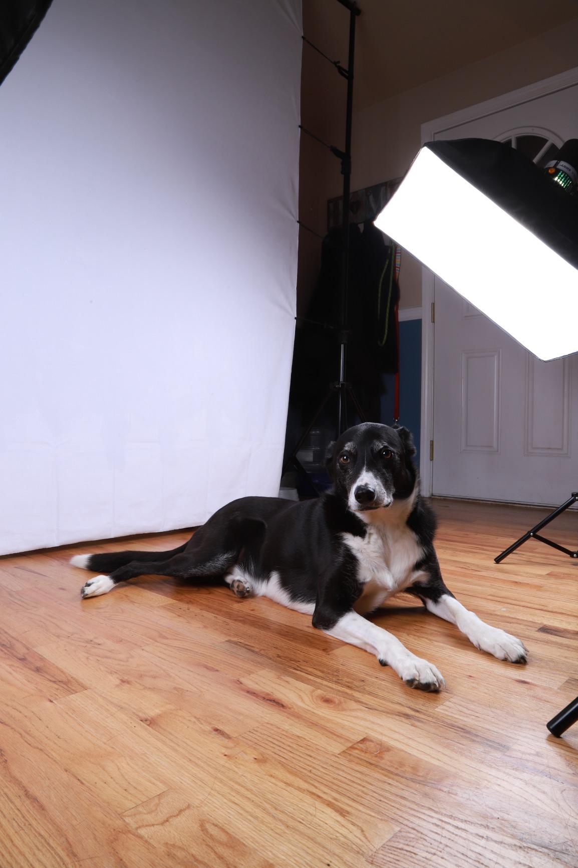 Kate White Photography Backdrop Solid White Photo Background for Portrait customer photo 2