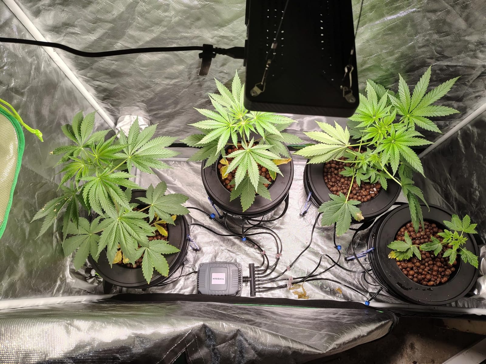 VIVOSUN DWC Hydroponics Grow System with Top Drip Kit 4 Buckets customer photo 1