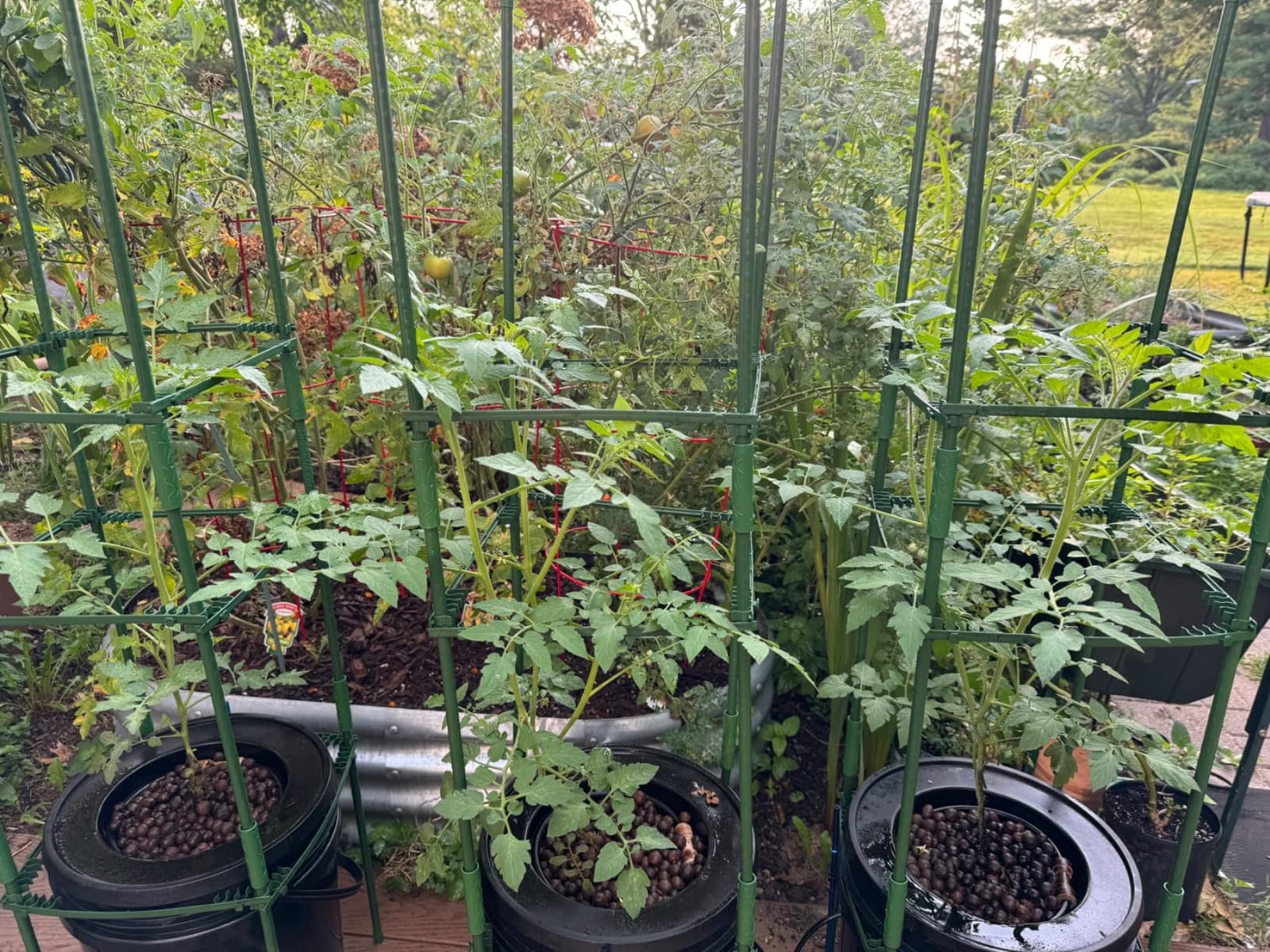 VIVOSUN DWC Hydroponics Grow System with Top Drip Kit 4 Buckets customer photo 2