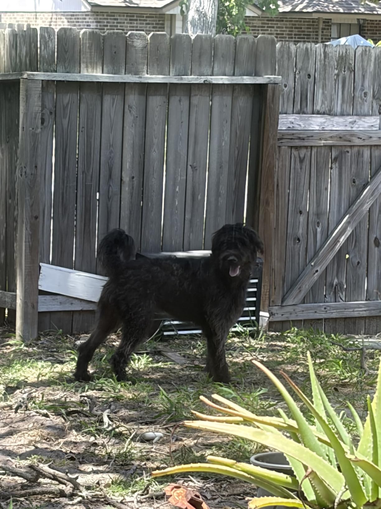 oneisall Dog Clippers for Grooming Thick Heavy Coats customer photo 1
