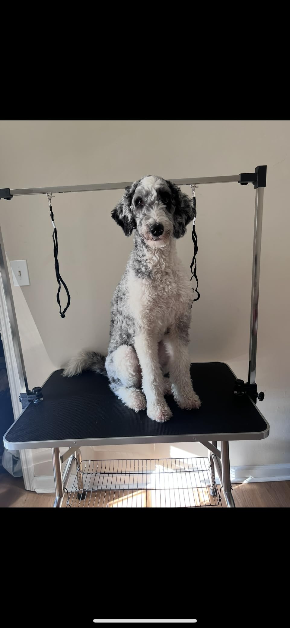 Lyromix 42'' Foldable Dog Grooming Table with Arms/Nooses/Mesh Tray, Black customer photo 2