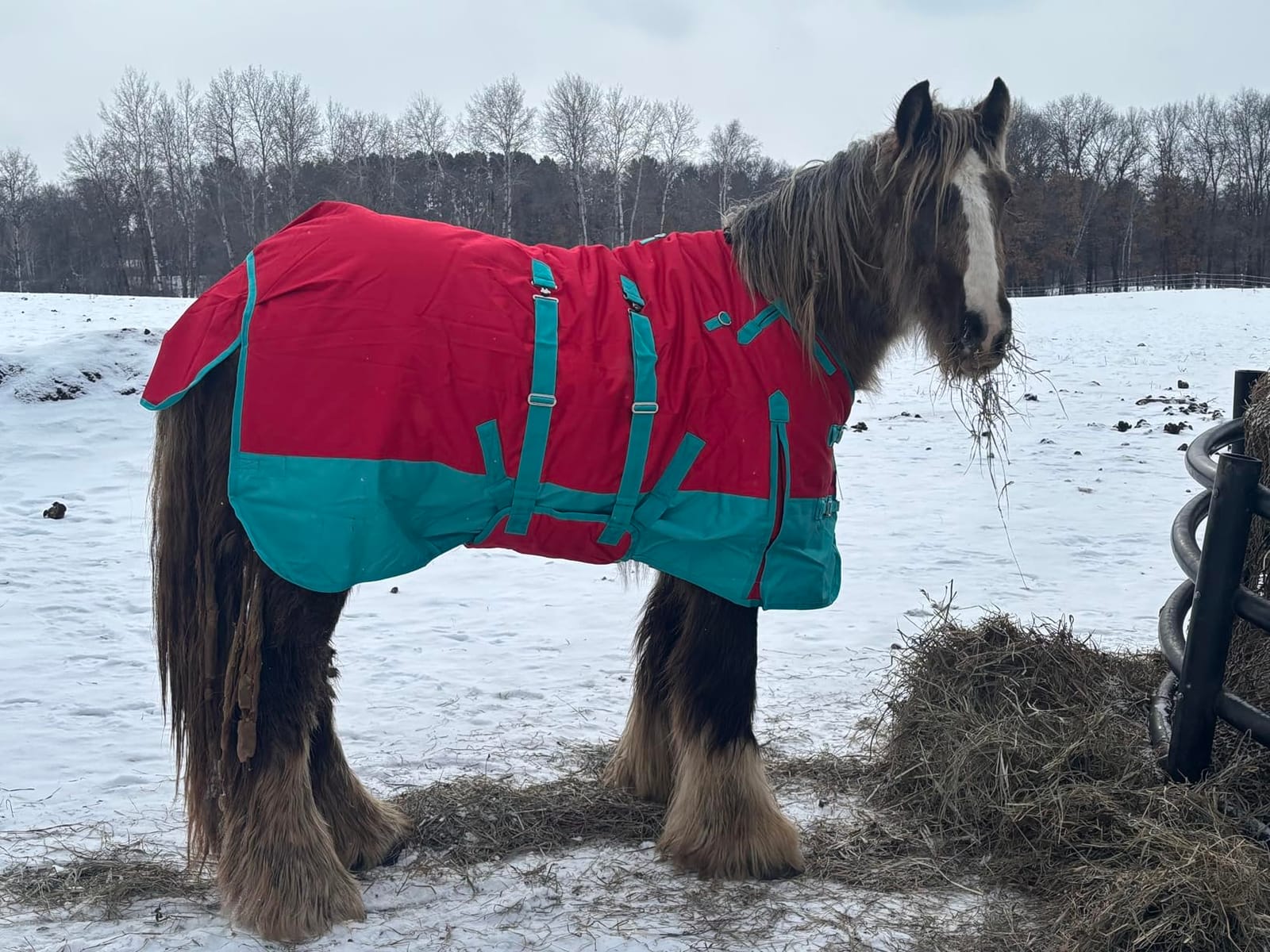 HILASON 1200D Waterproof Winter Turnout Blanket Belly Wrap customer photo 2