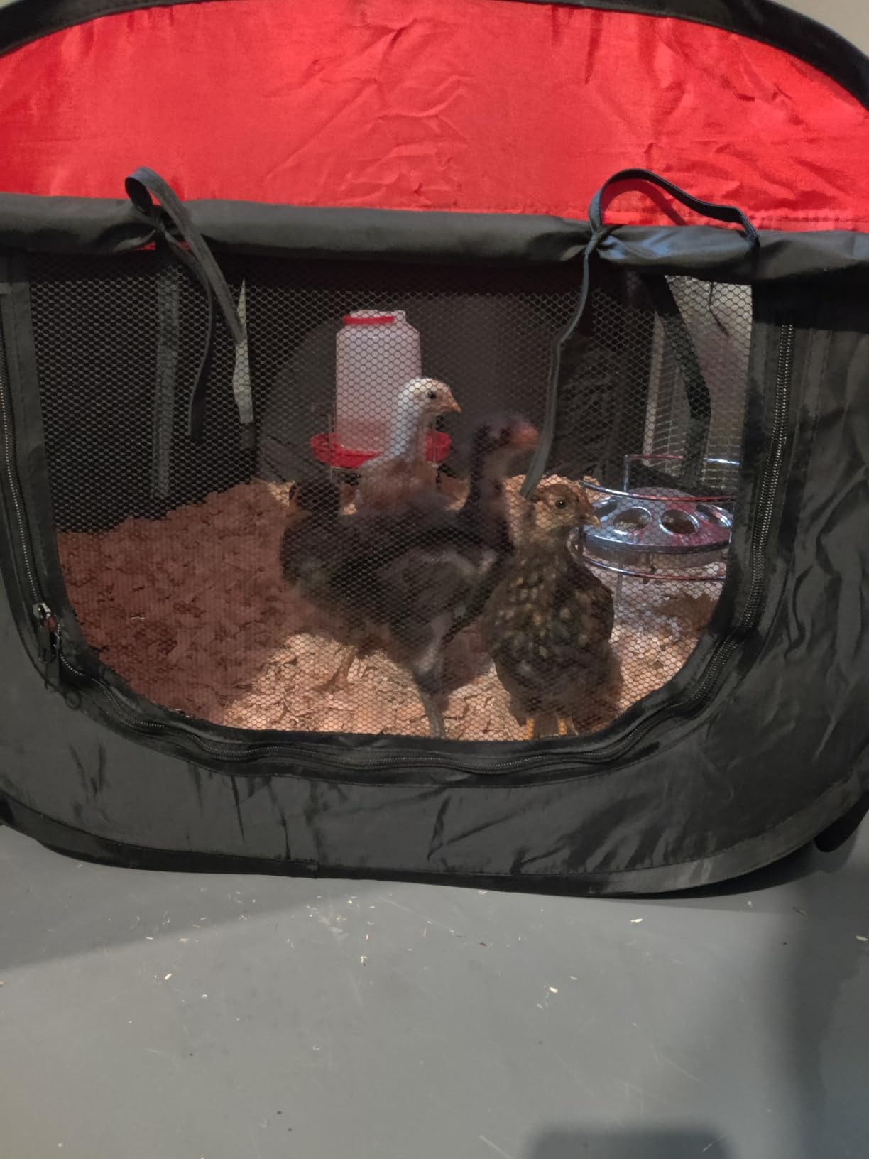 Tetuga Brooder Box for Chick Starter Kit with 10x 12” Brooder Heating Plate customer photo 2