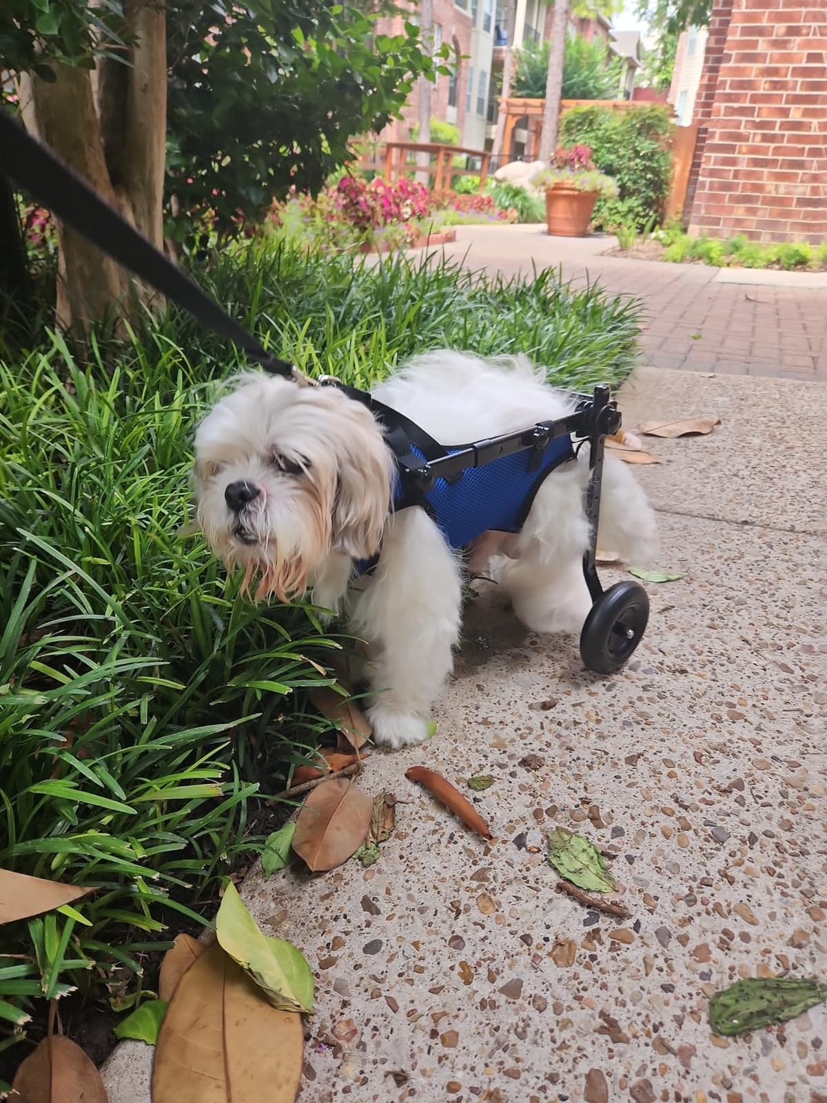 Small Dog Wheelchair for Back Legs - Adjustable Mobility Aid for Disabled Pets, Leg Brace and Hip Support customer photo 1