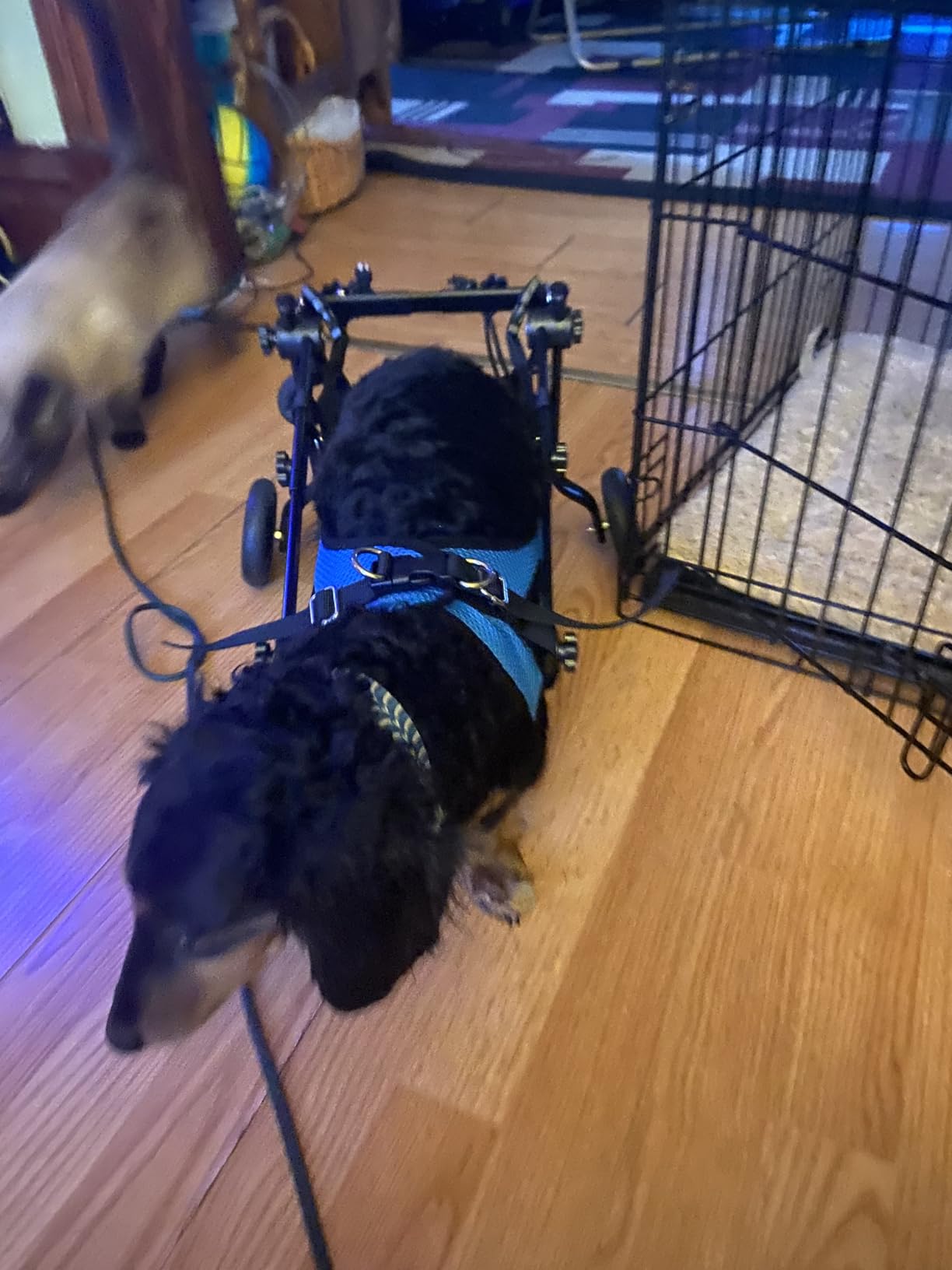 Small Dog Wheelchair for Back Legs - Adjustable Mobility Aid for Disabled Pets, Leg Brace and Hip Support customer photo 2