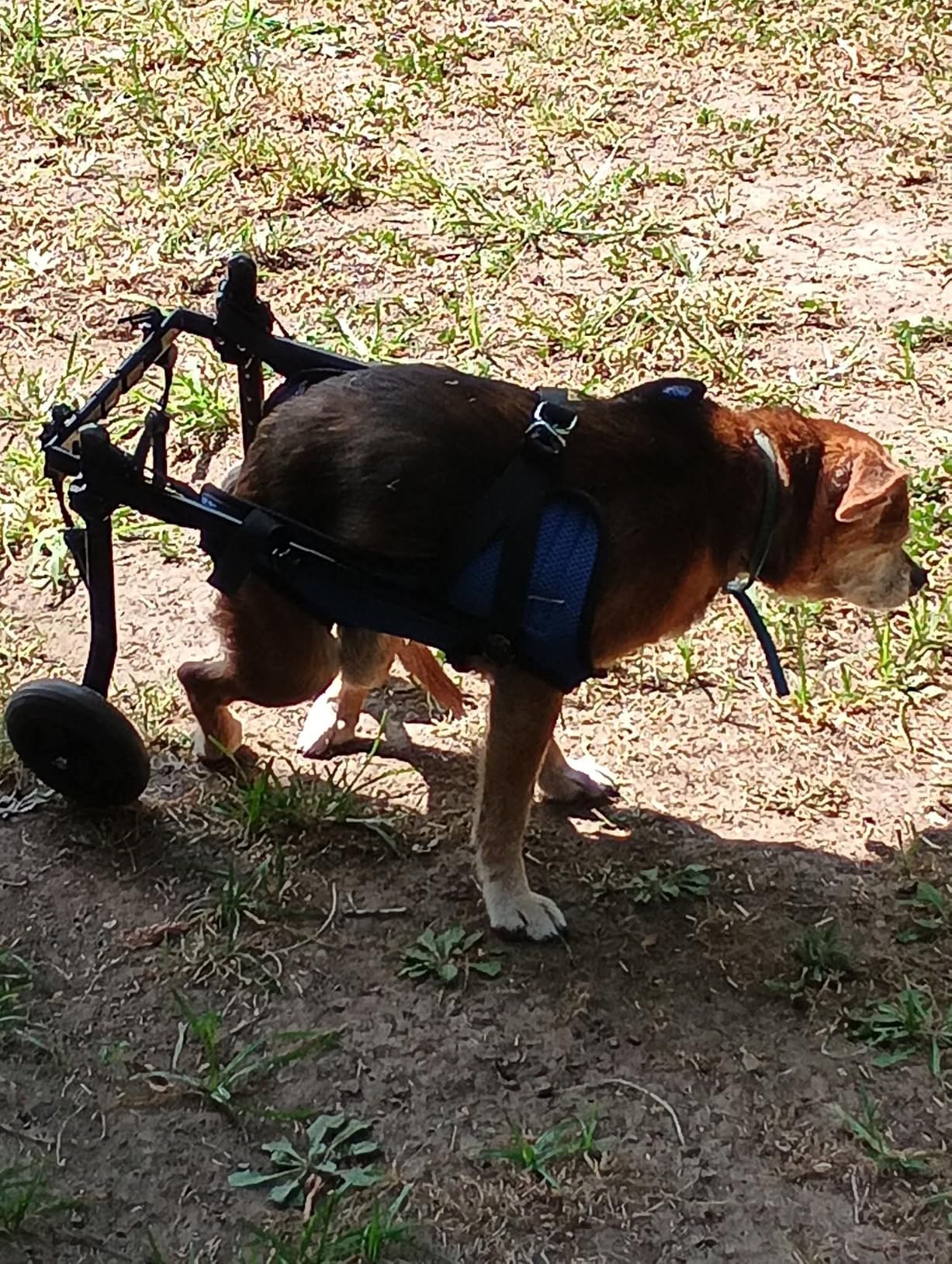 Dog Wheelchair for Back Legs, Adjustable Support for Small Dogs, M customer photo 1