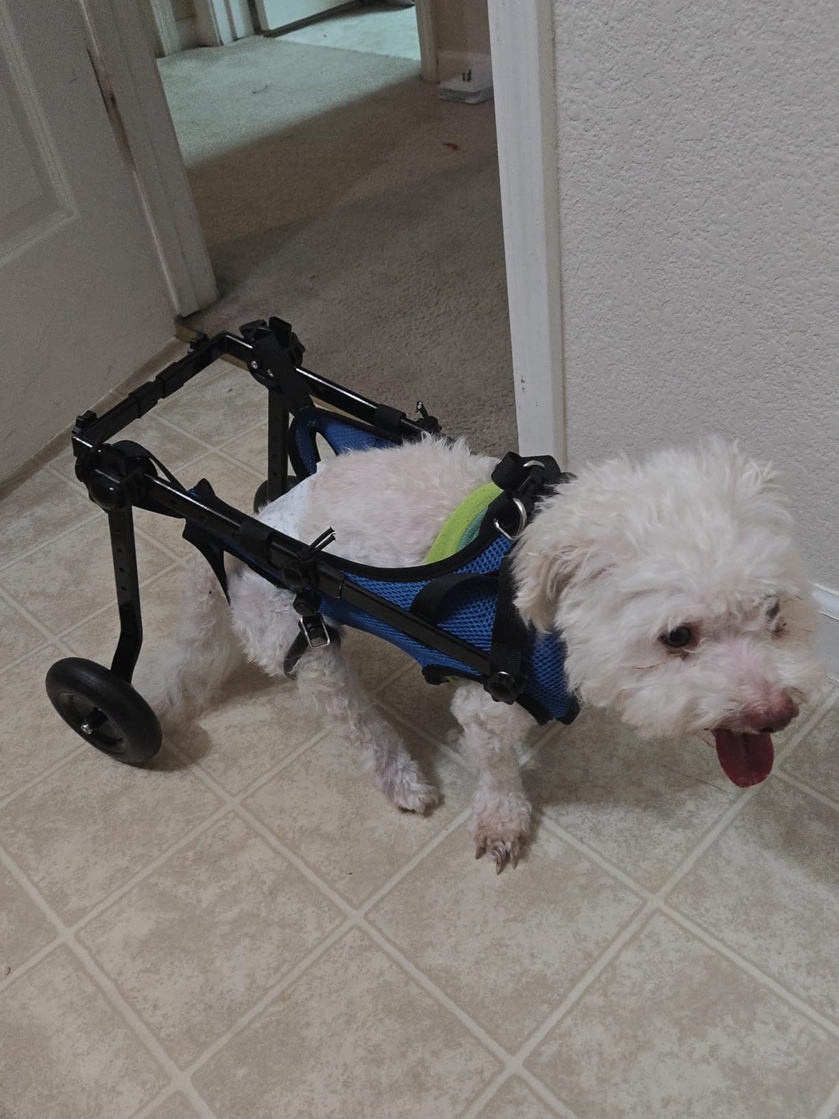 Dog Wheelchair for Back Legs, Adjustable Support for Small Dogs, M customer photo 2