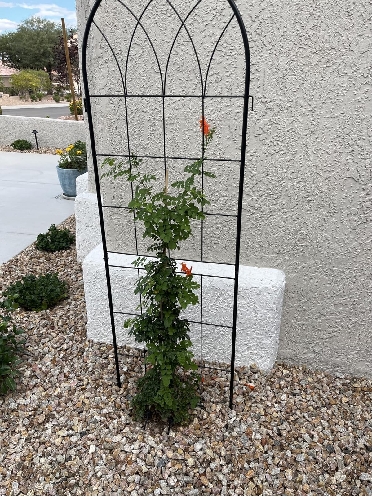 LZRS 2 Pack 71x20in Rustic Iron Arch Decoration Garden Trellis with Black Metal Coating – Perfect for Supporting Climbing Plants Outdoor, Roses, Vines, Flowers, and Vegetables. customer photo 1