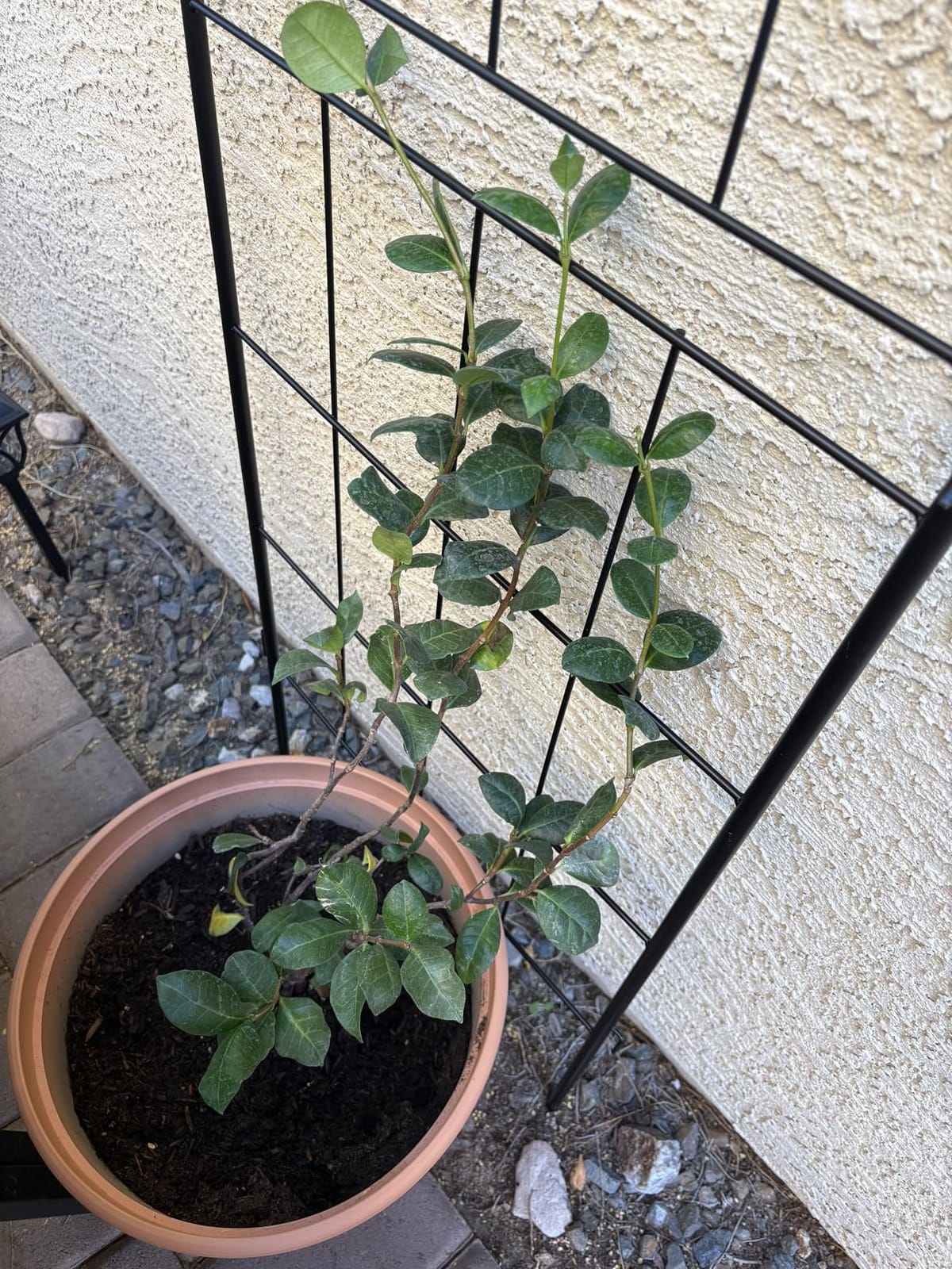 LZRS 2 Pack 71x20in Rustic Iron Arch Decoration Garden Trellis with Black Metal Coating – Perfect for Supporting Climbing Plants Outdoor, Roses, Vines, Flowers, and Vegetables. customer photo 2