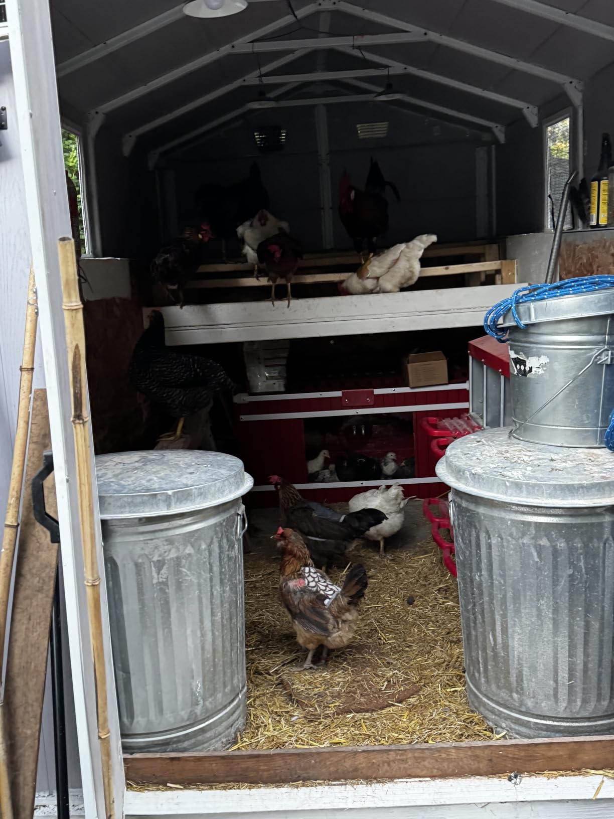 RentACoop Big Red Barn Chick Brooder Set with Heating Plate customer photo 1