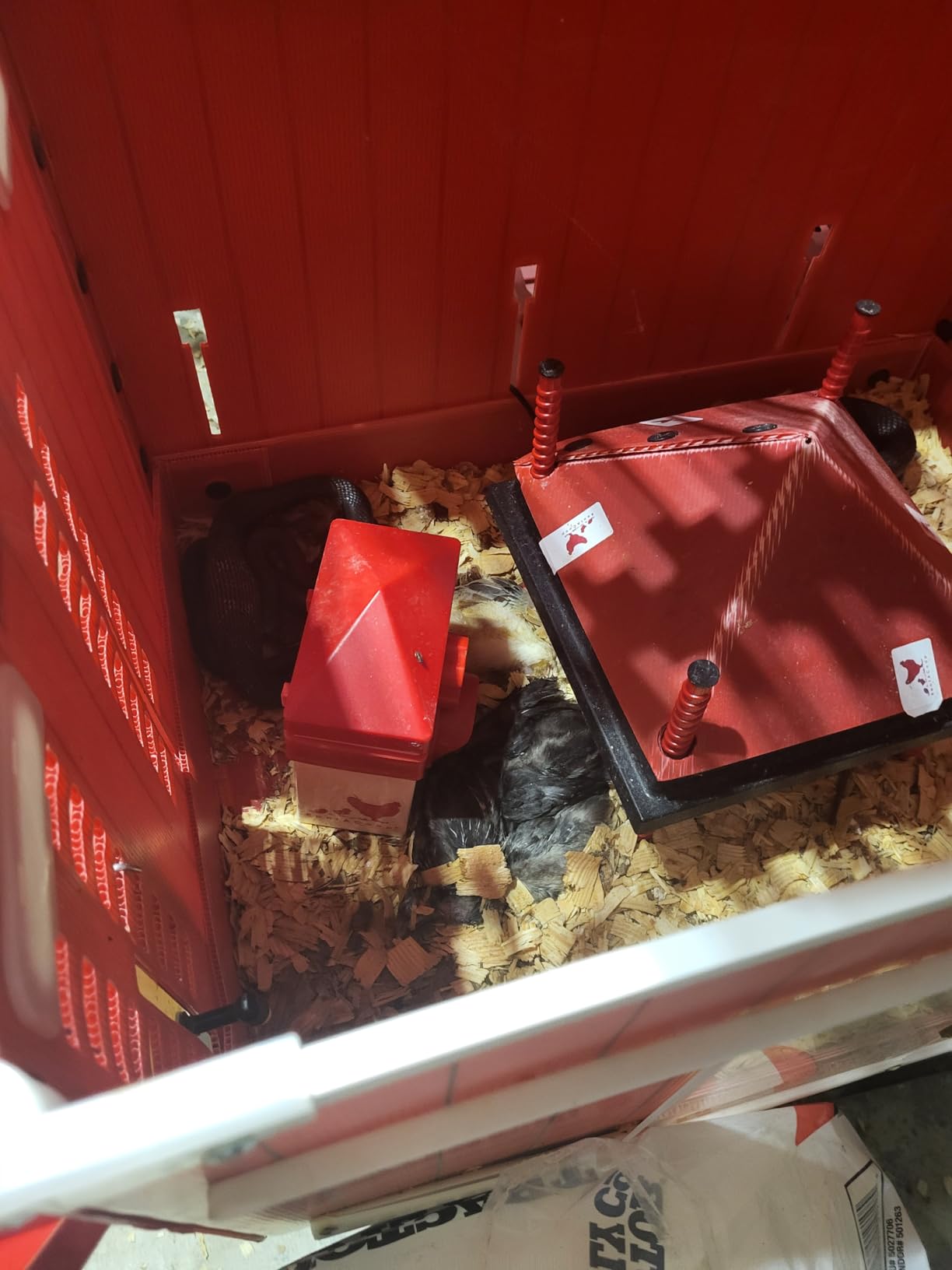 RentACoop Big Red Barn Chick Brooder Set with Heating Plate customer photo 2