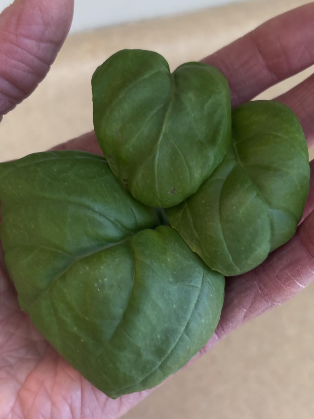 Ahopegarden Hydroponics Growing System Kit: 12 Pods Temp & Humidity Monitor customer photo 1
