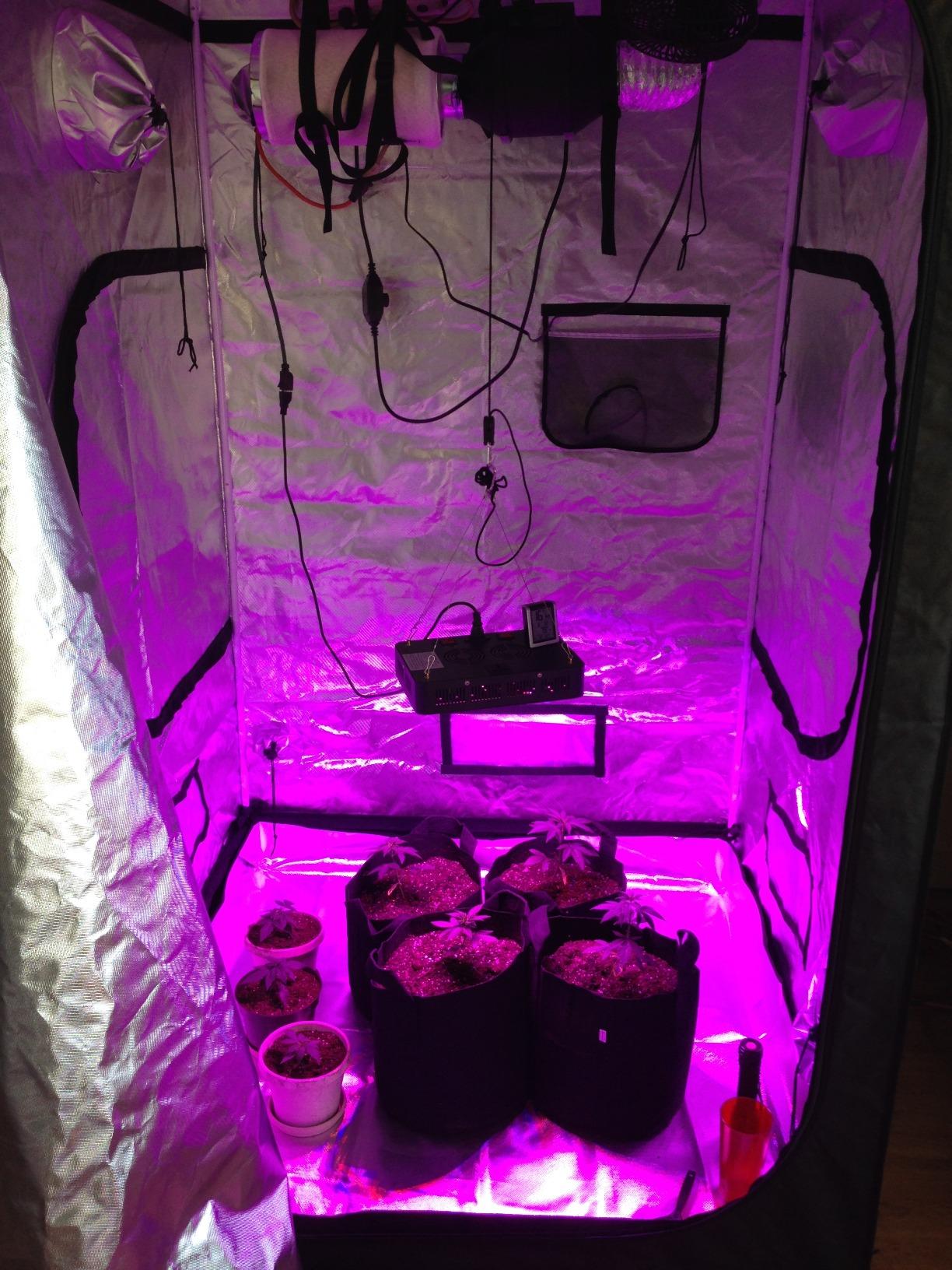 zazzy Hydroponic Grow Tent, 24