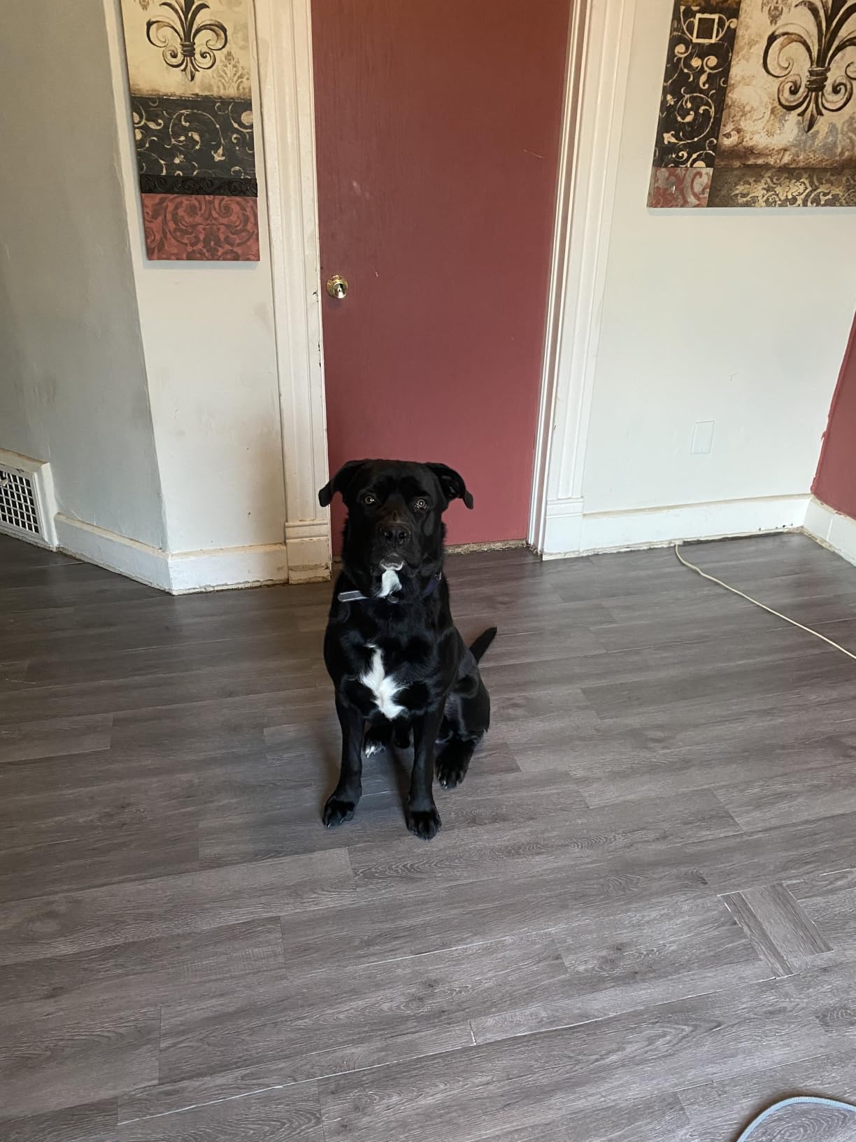 ATOPOSE 36-Pack 54 Sq.ft Peel and Stick Vinyl Flooring,Black Wood Texture customer photo 2