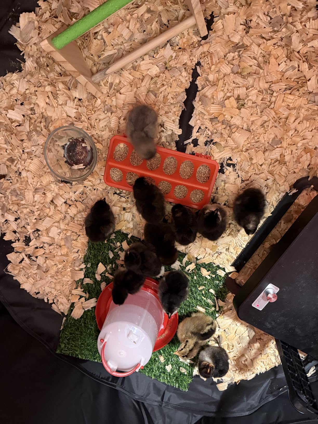 Brooder Box for Chick Starter Kit - 2026 Upgrade Dual Door Chicken Brooder Pen/Playpen/Tent with 10*10 in Brooder Heating Plate,Nesting Pad,Chicks Feeder&Waterer,Chick Perch Up to 15 Chicks,Duck,Quail customer photo 1