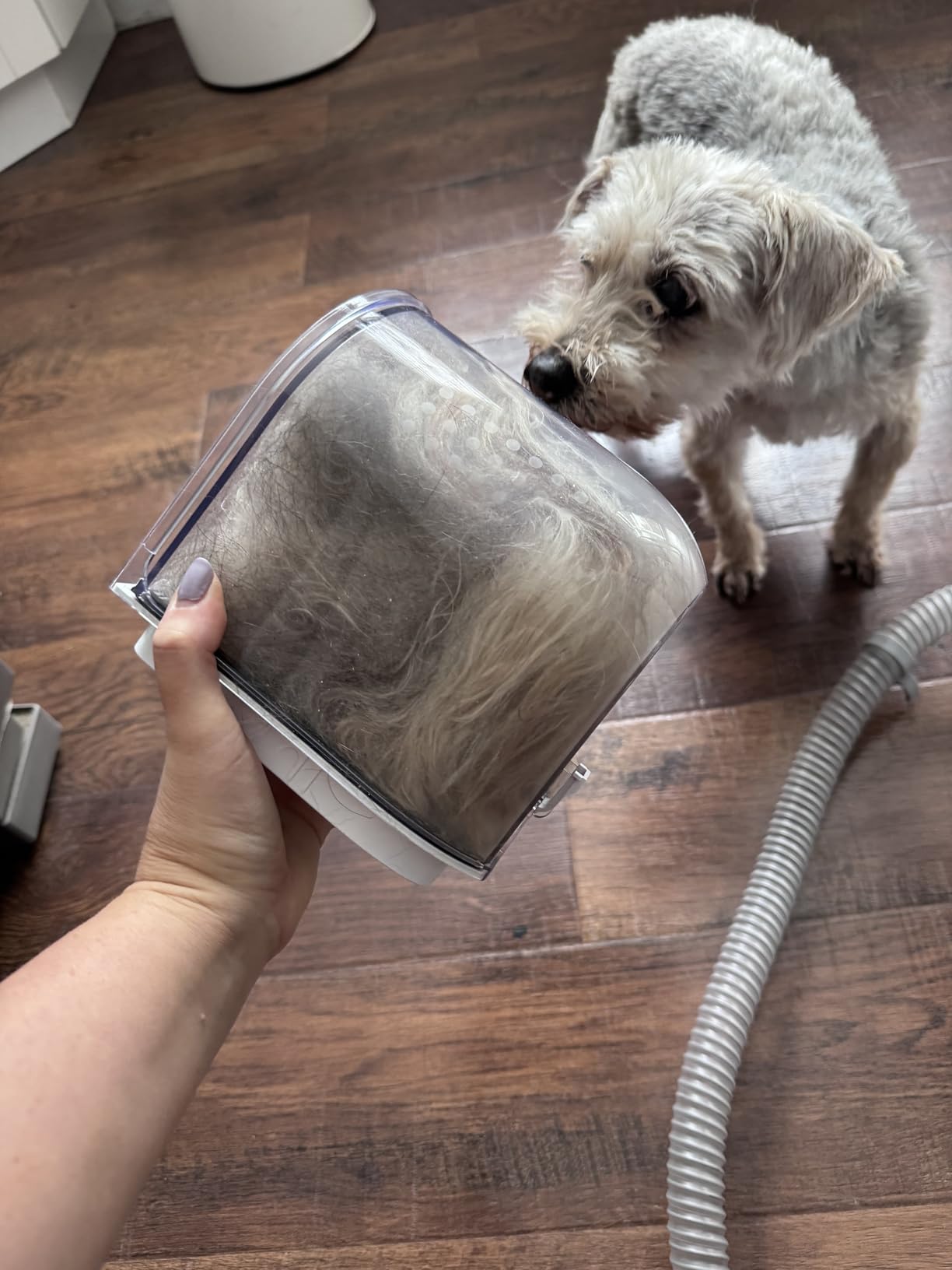 HEAPETS Dog Grooming Vacuum Kit - 3L Vacuum with 7 Tools, Low Noise Electric Clipper and Brush for Pet Shedding at Home, White customer photo 2