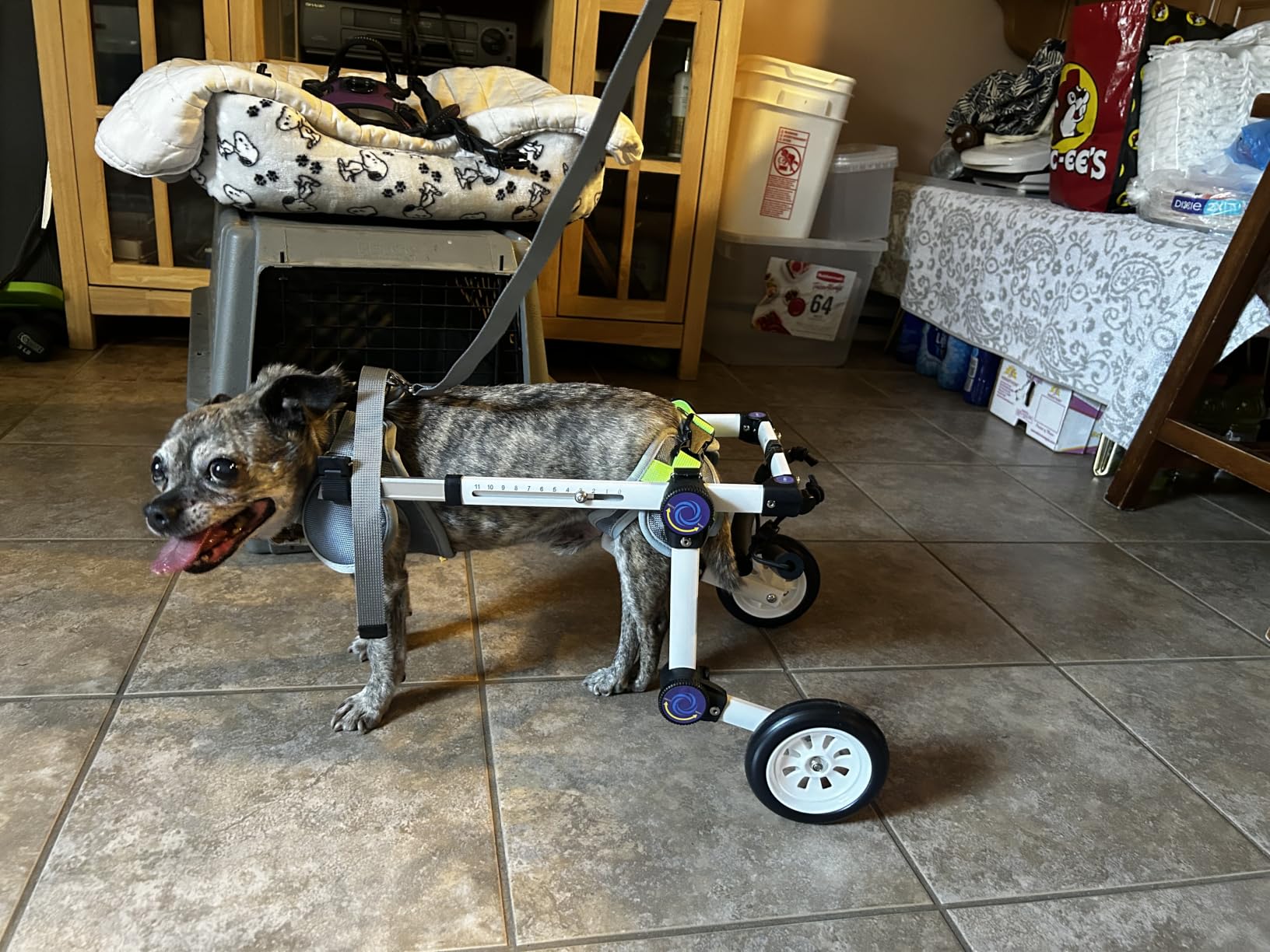 Dog Wheelchair for Back Legs, Adjustable Mobility Cart for Dog customer photo 1