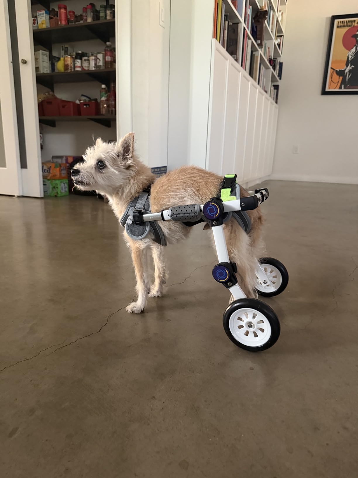 Dog Wheelchair for Back Legs, Adjustable Mobility Cart for Dog customer photo 2