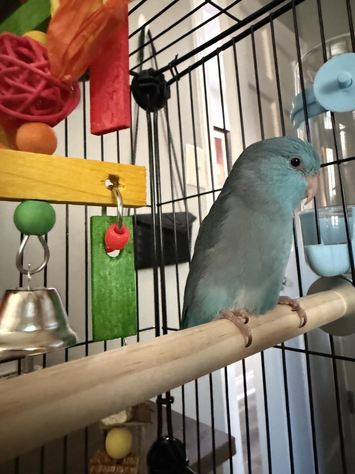 VISCOO Upgraded Encrypted Metal 46-Inch Bird Cage for Parrot Parakeets customer photo 2