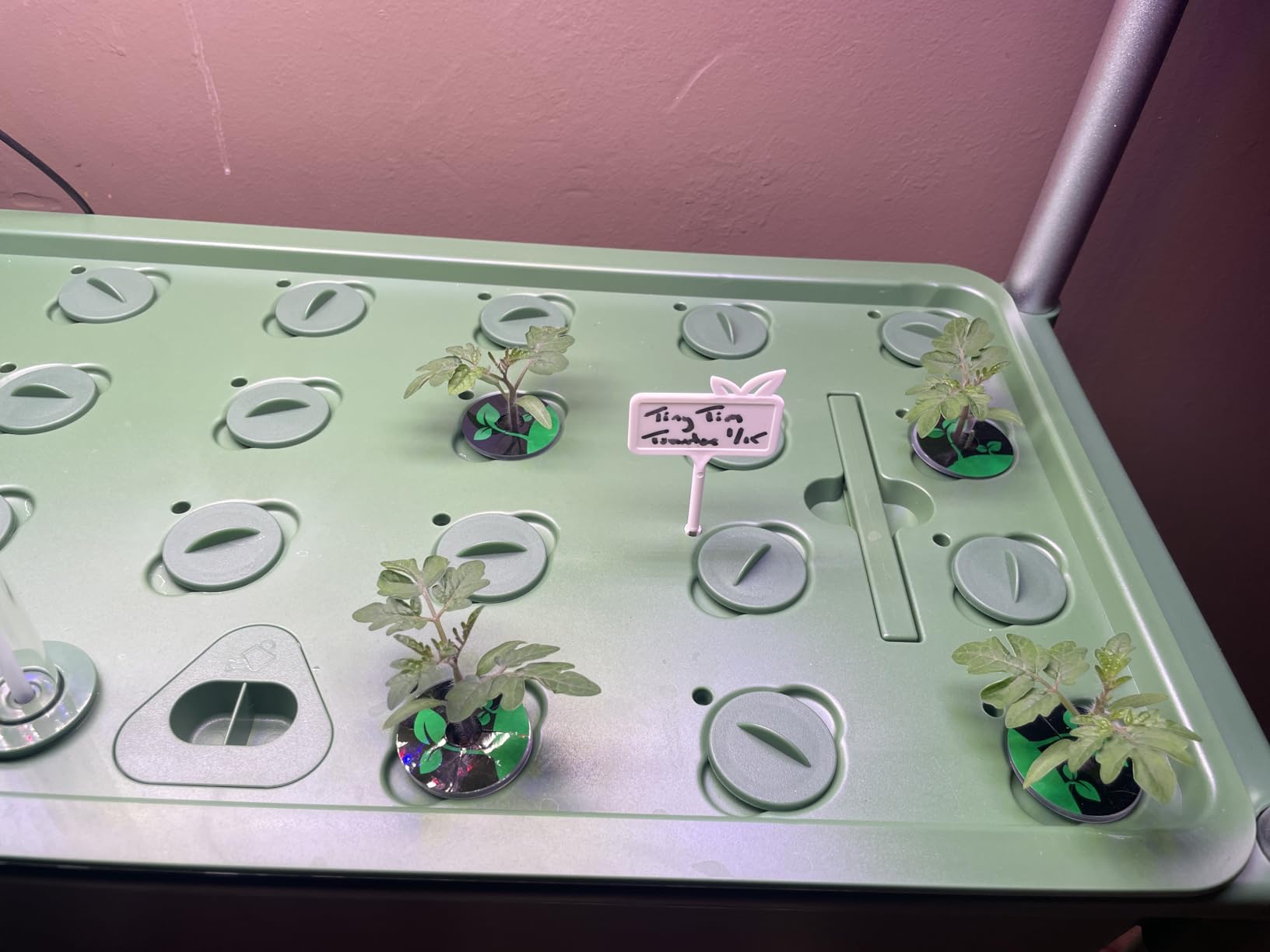 Growell Large Basket Hydroponics Growing System Kit, 48 Pods Vertical Hydroponic Garden with 2 Grow Light Modes, Auto Circulating Water System, 40L Indoor Gardening System for Herb Vegetable Fruit customer photo 1