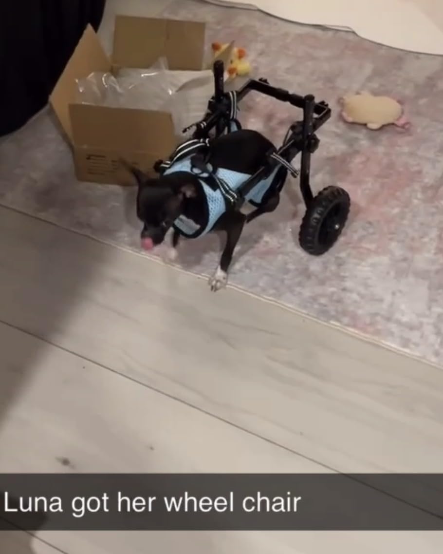 VEVOR Dog Wheelchair for Back Legs, Lightweight 2 Wheels Pet Wheelchair, Height, Width & Length Adjustable, Dog Cart with Shock-Absorbing Wheels, for Injured, Disabled Dogs customer photo 1