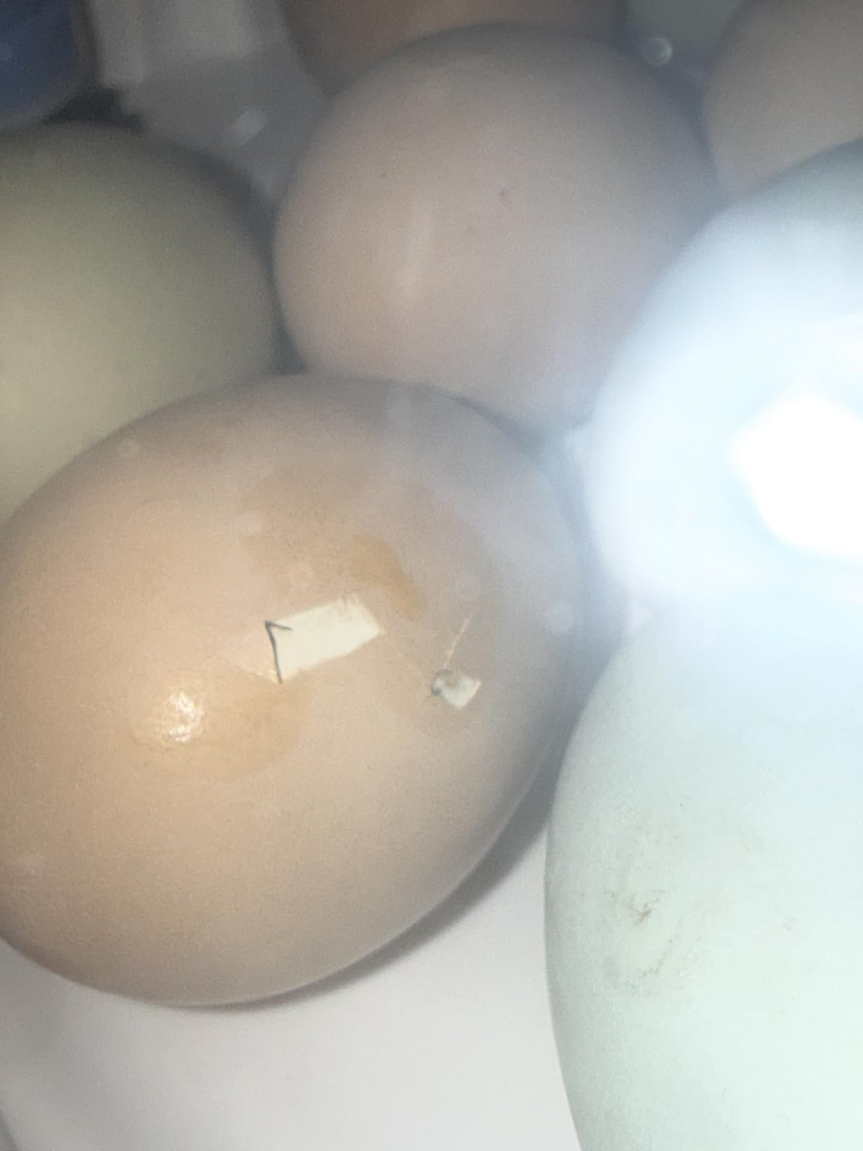 18 Egg Incubators for Hatching Eggs, Automatic Egg Turning and Humidity Control Incubator for Hatch Chicken Duck Quail Pigeon Pheasant Partridge Home Classroom Lab- customer photo 1
