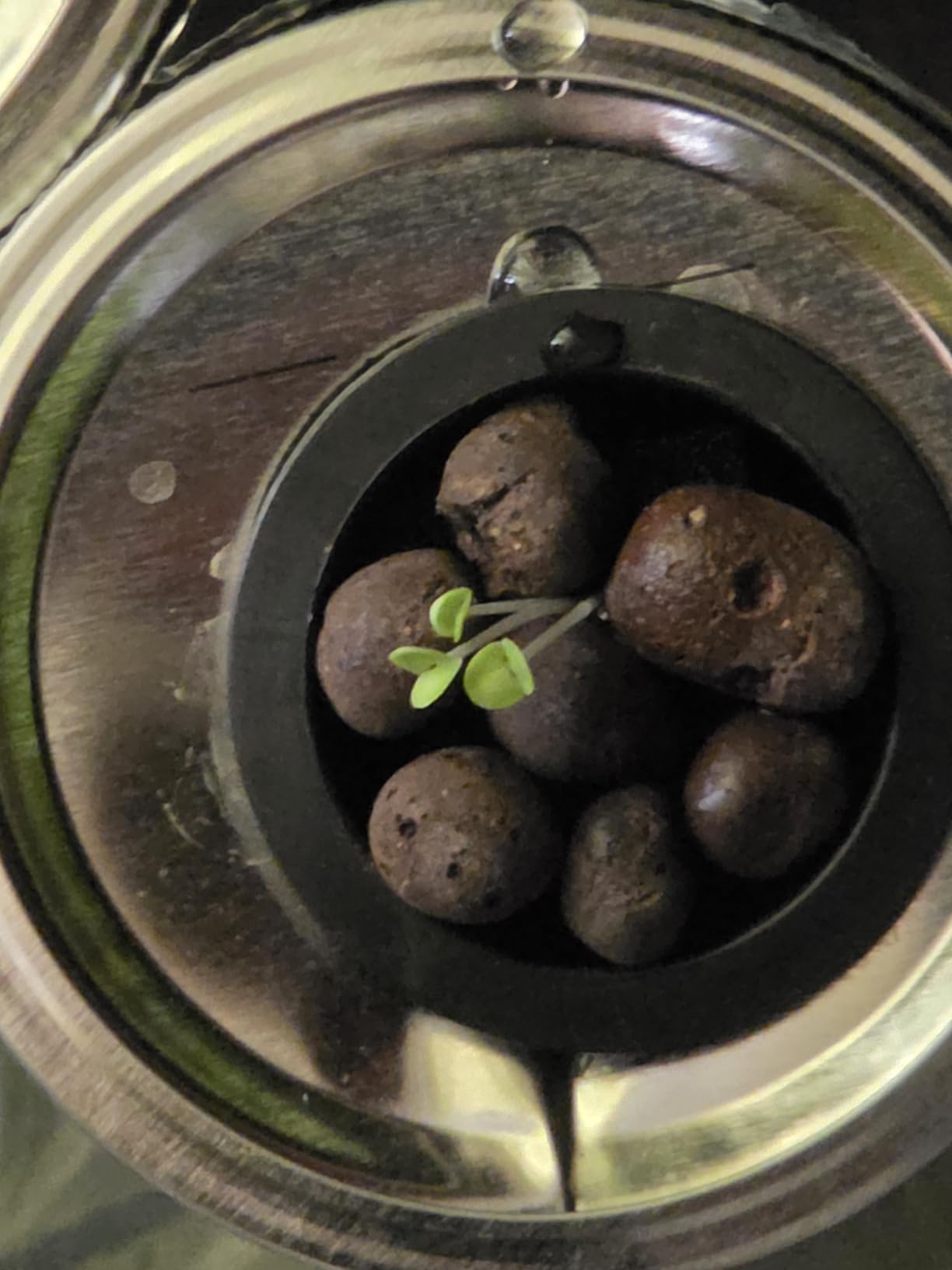 SPECILITE Hydroponics Growing System Kit with Grow Light, 5 Tiers 20 Pods customer photo 1
