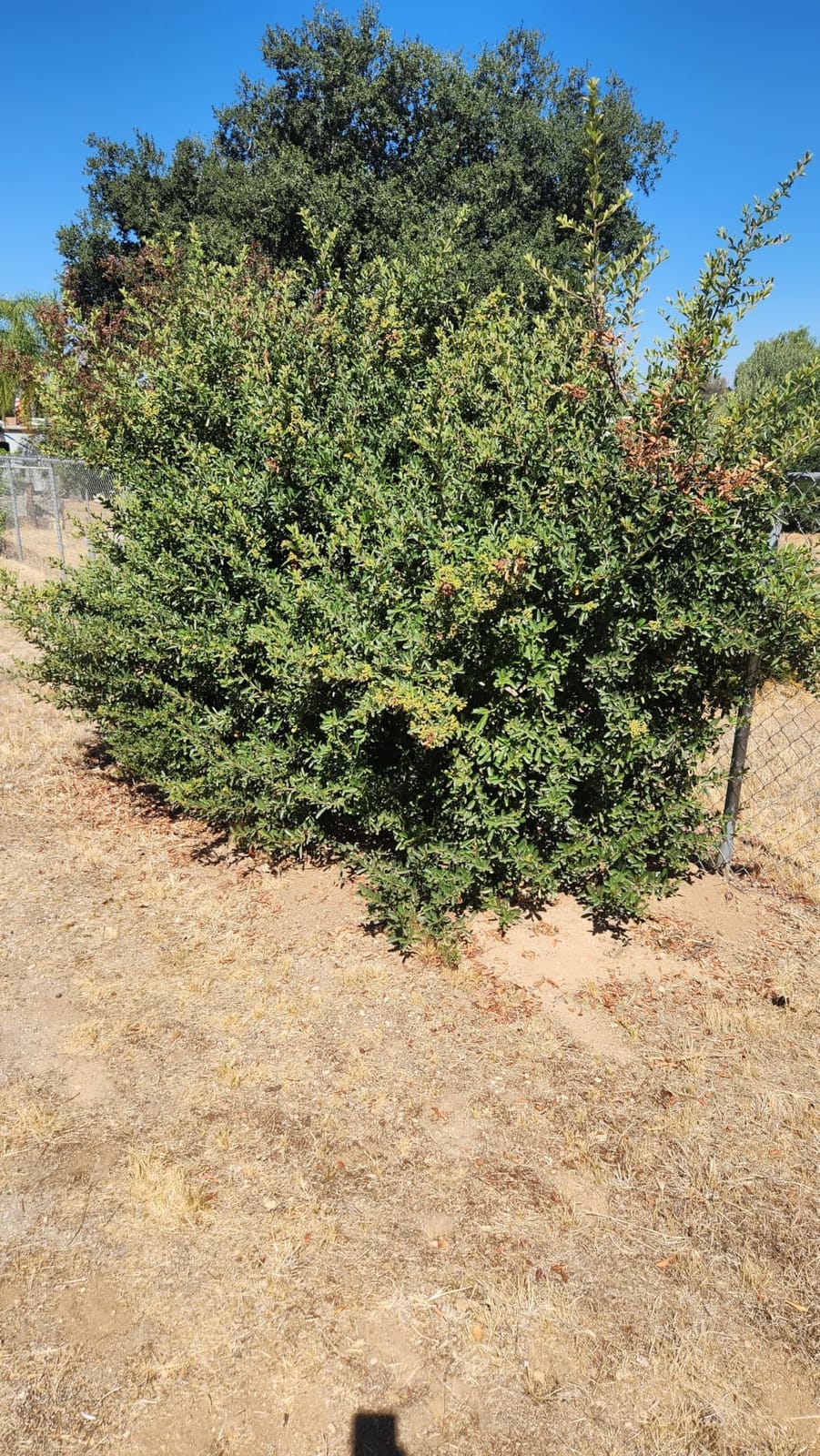 24'' Cordless Hedge Trimmer with 2 Batteries & Charger, Brushless Motor customer photo 2