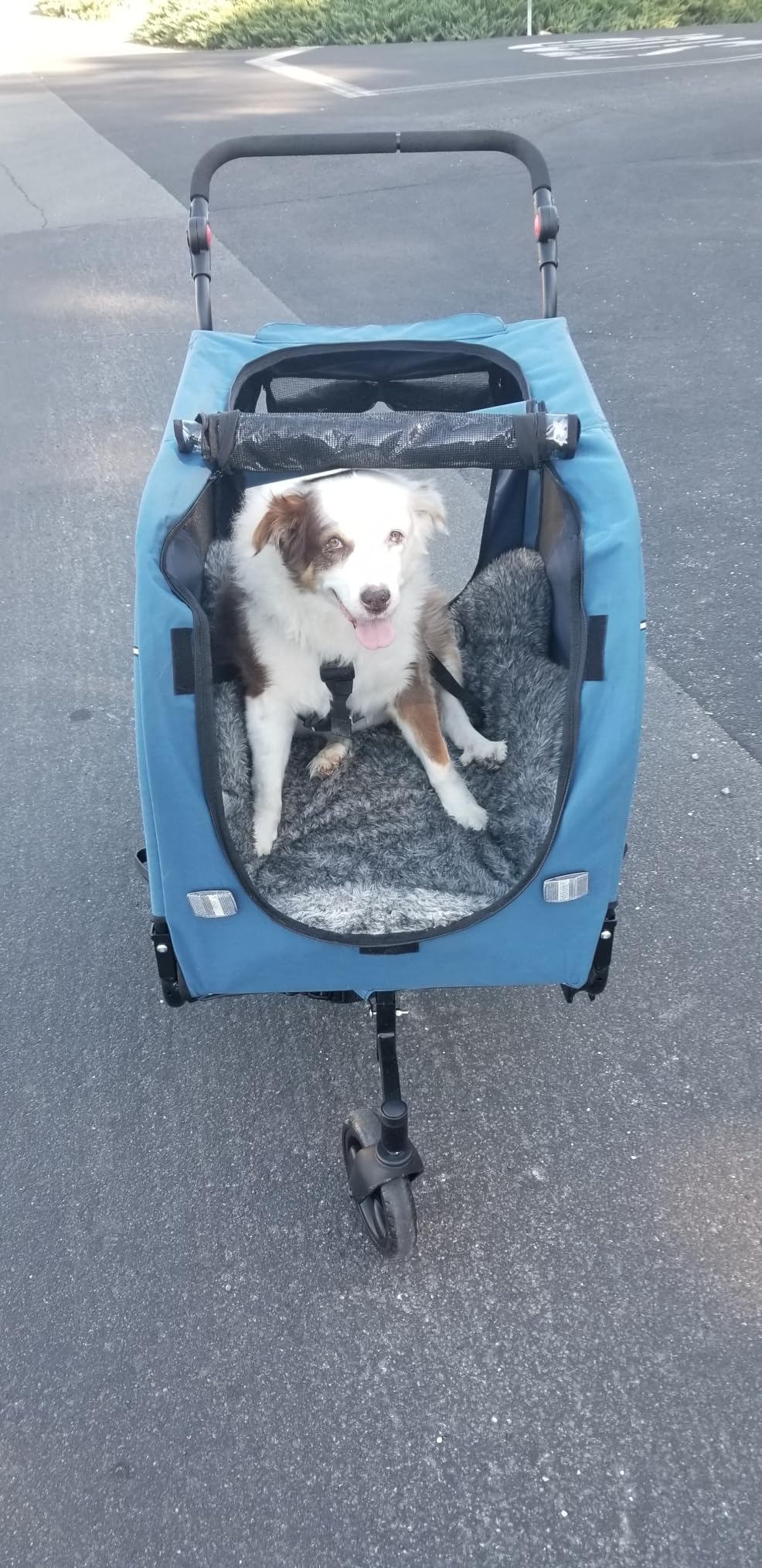 Sepnine Dog Bike Trailer, Supports up to 110 lbs, 2-in-1 Pet Stroller Cart Bicycle Carrier, Easy Folding Cart Frame with Quick Release Wheels, Universal Bicycle Coupler, Non-Slip Floor, Internal Leash customer photo 1