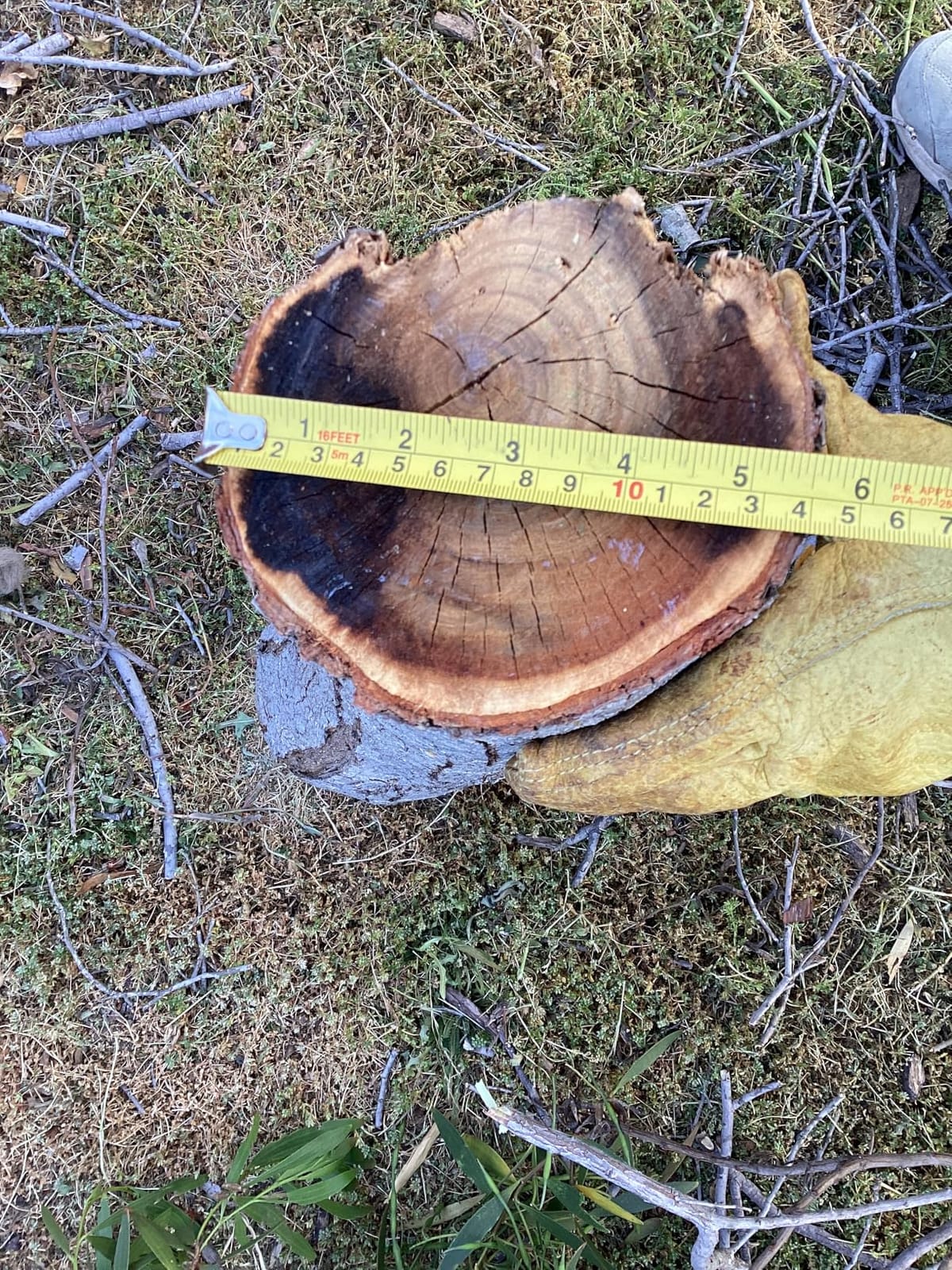 SEESII 2-in-1 Electric Pole Saws for Tree Trimming, Brushless Motor customer photo 1